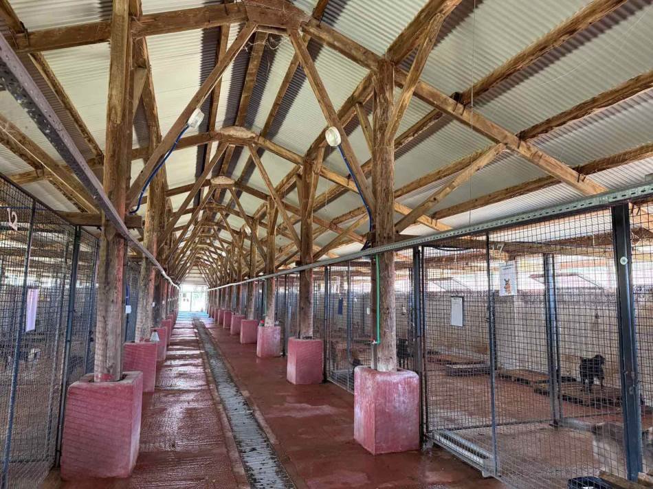 Help Shelter Dogs in Bosnia Experience the Outdoors Again campaign photo, 4 of 5