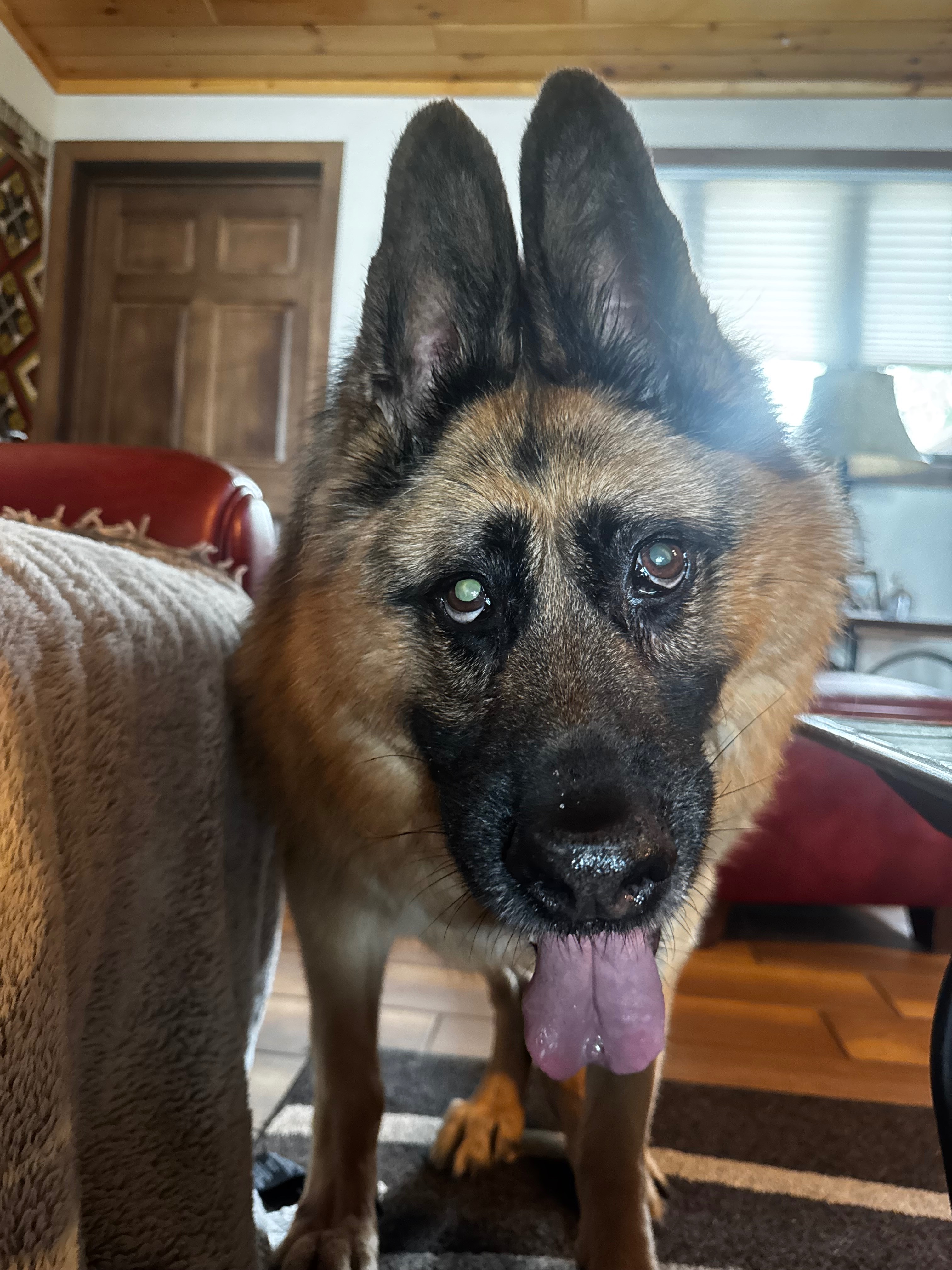 Help Quasi Enjoy His Golden Years campaign photo, 6 of 7