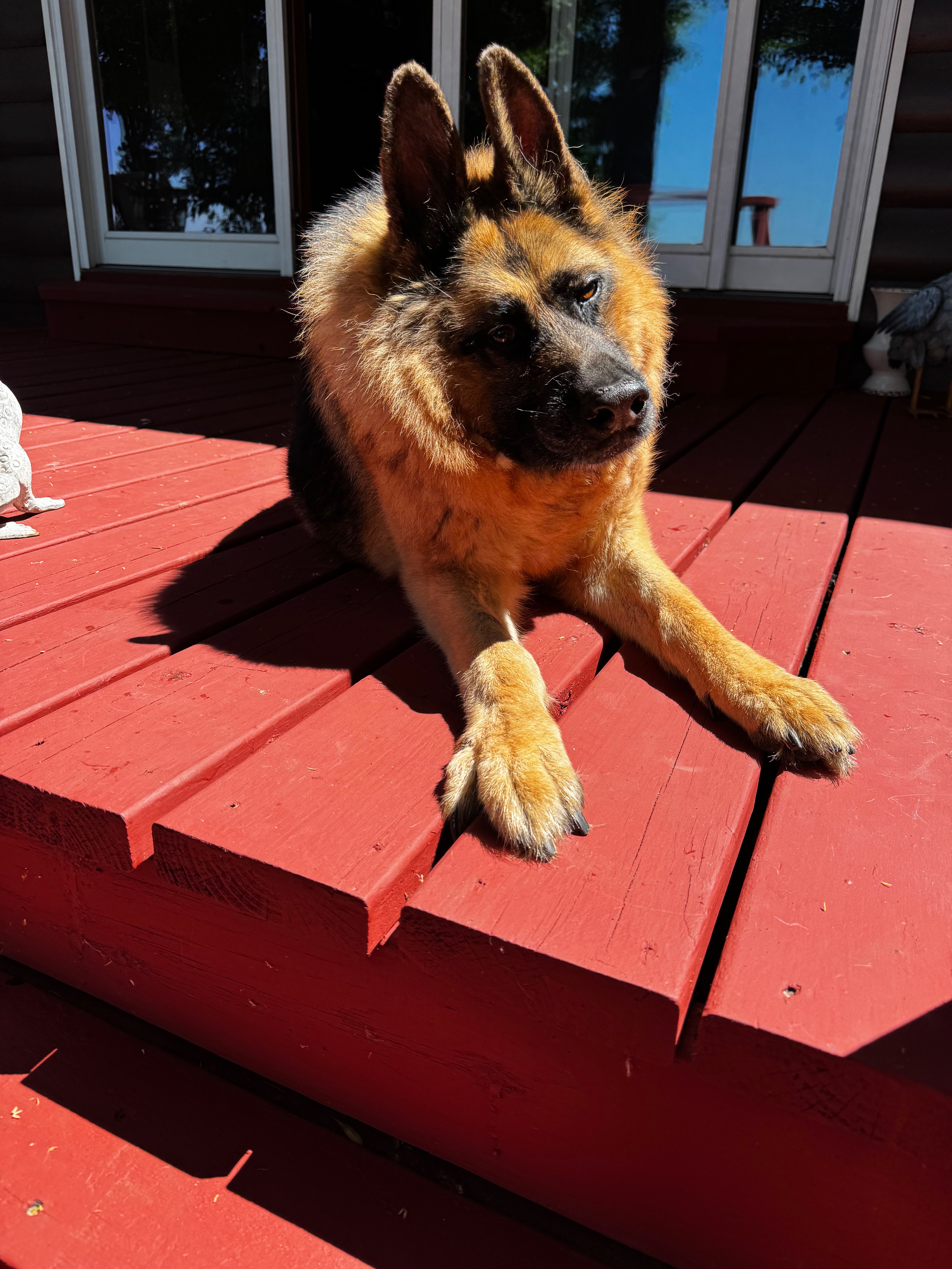 Help Quasi Enjoy His Golden Years campaign photo, 2 of 7