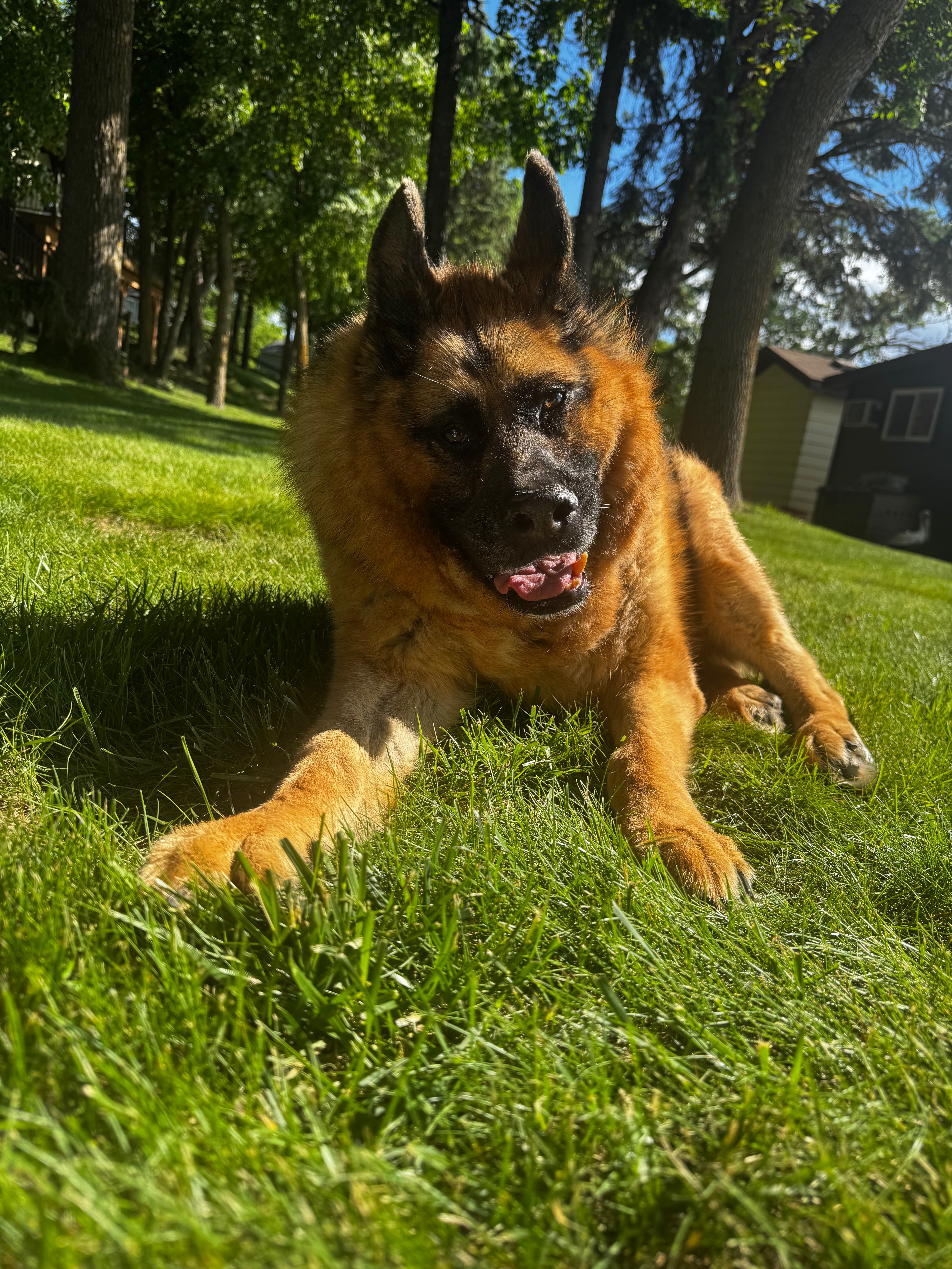 Help Quasi Enjoy His Golden Years campaign photo, 5 of 7