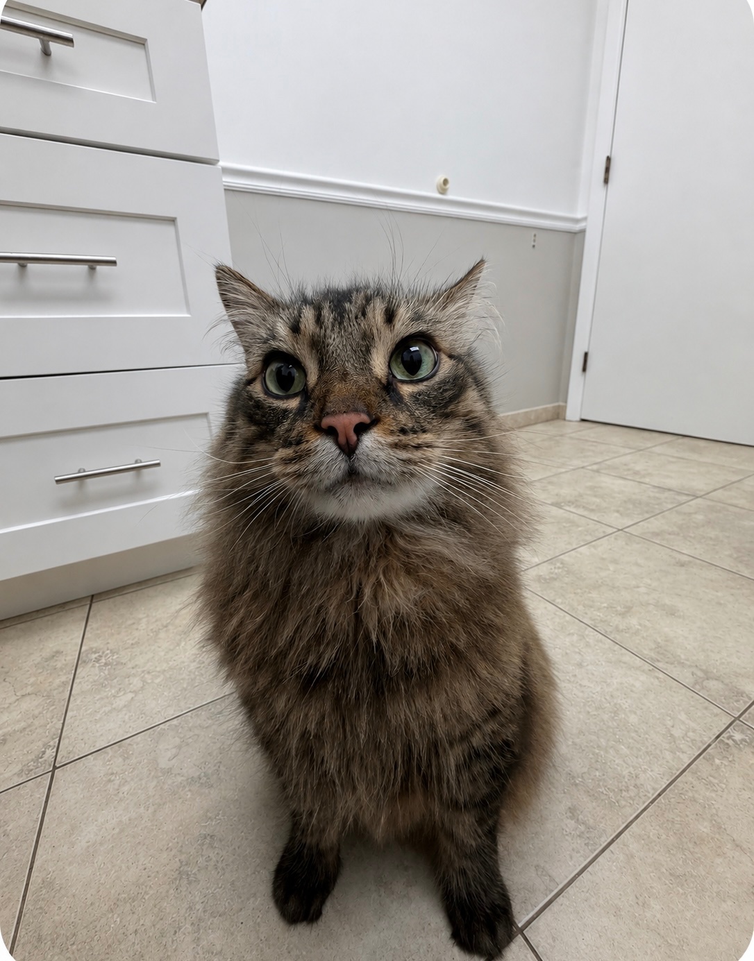 Help Our Cat Apollo Fight Cancer campaign photo, 12 of 13