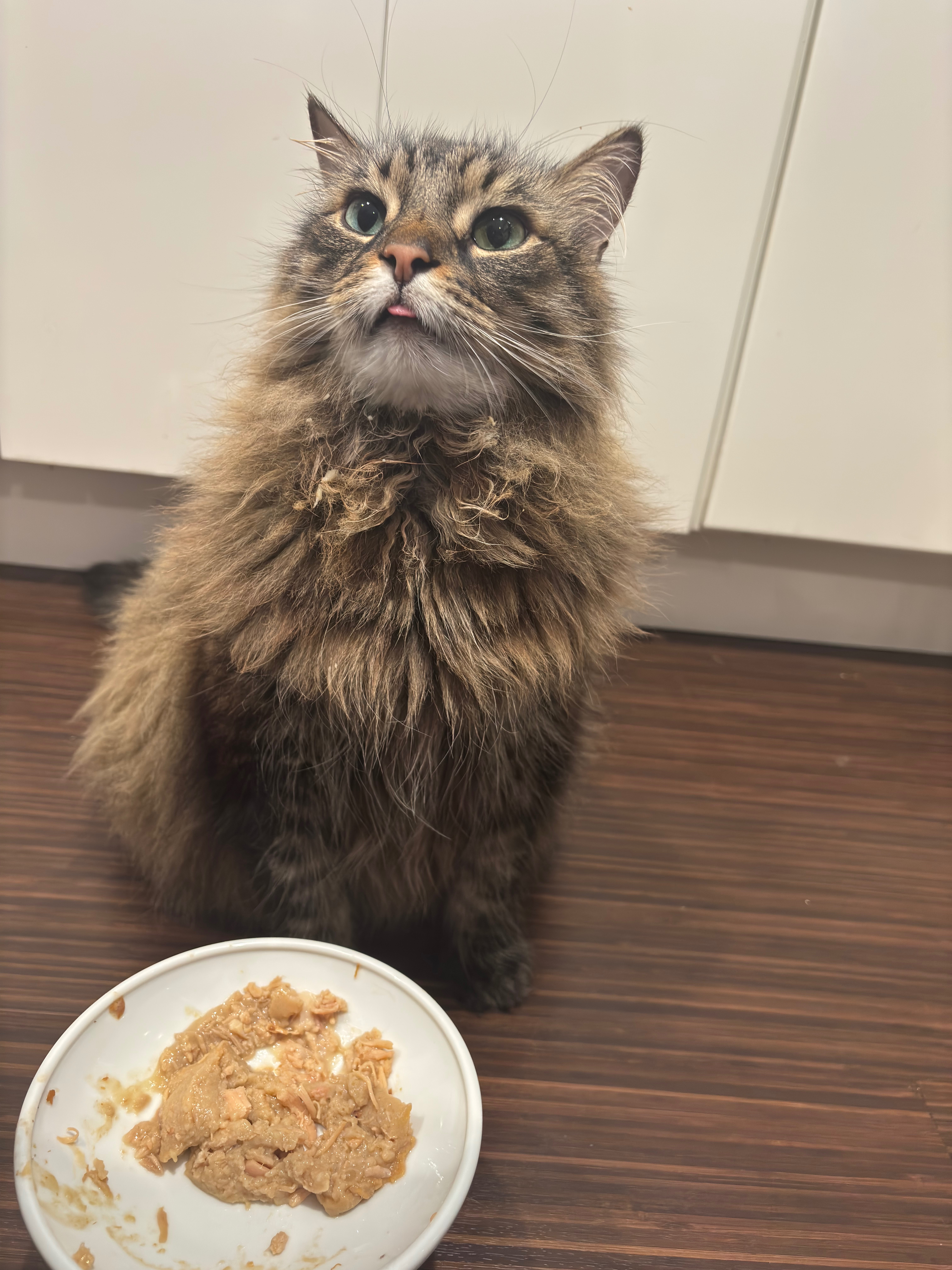 Help Our Cat Apollo Fight Cancer campaign photo, 2 of 13