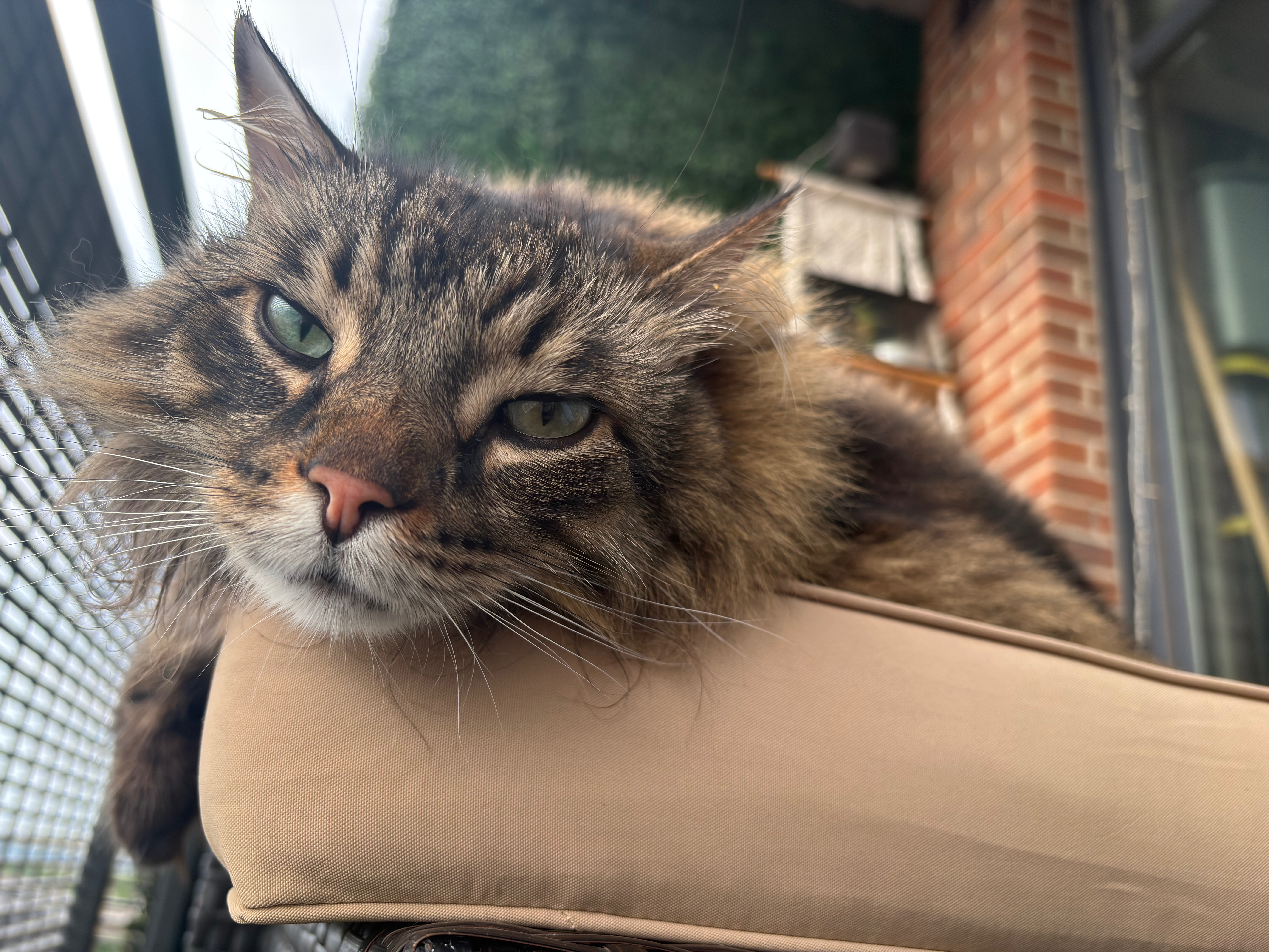 Help Our Cat Apollo Fight Cancer campaign photo, 4 of 13
