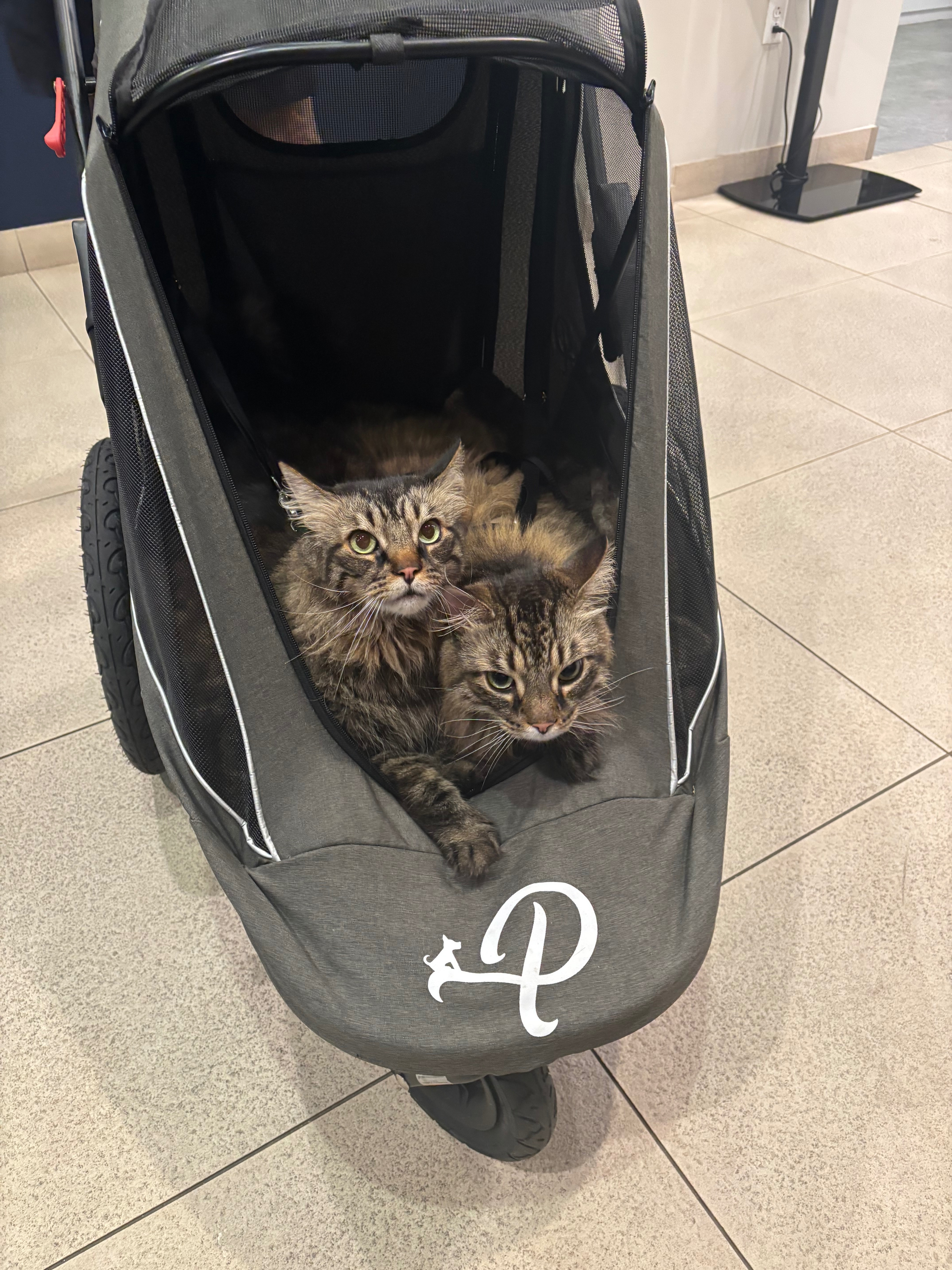 Help Our Cat Apollo Fight Cancer campaign photo, 5 of 13