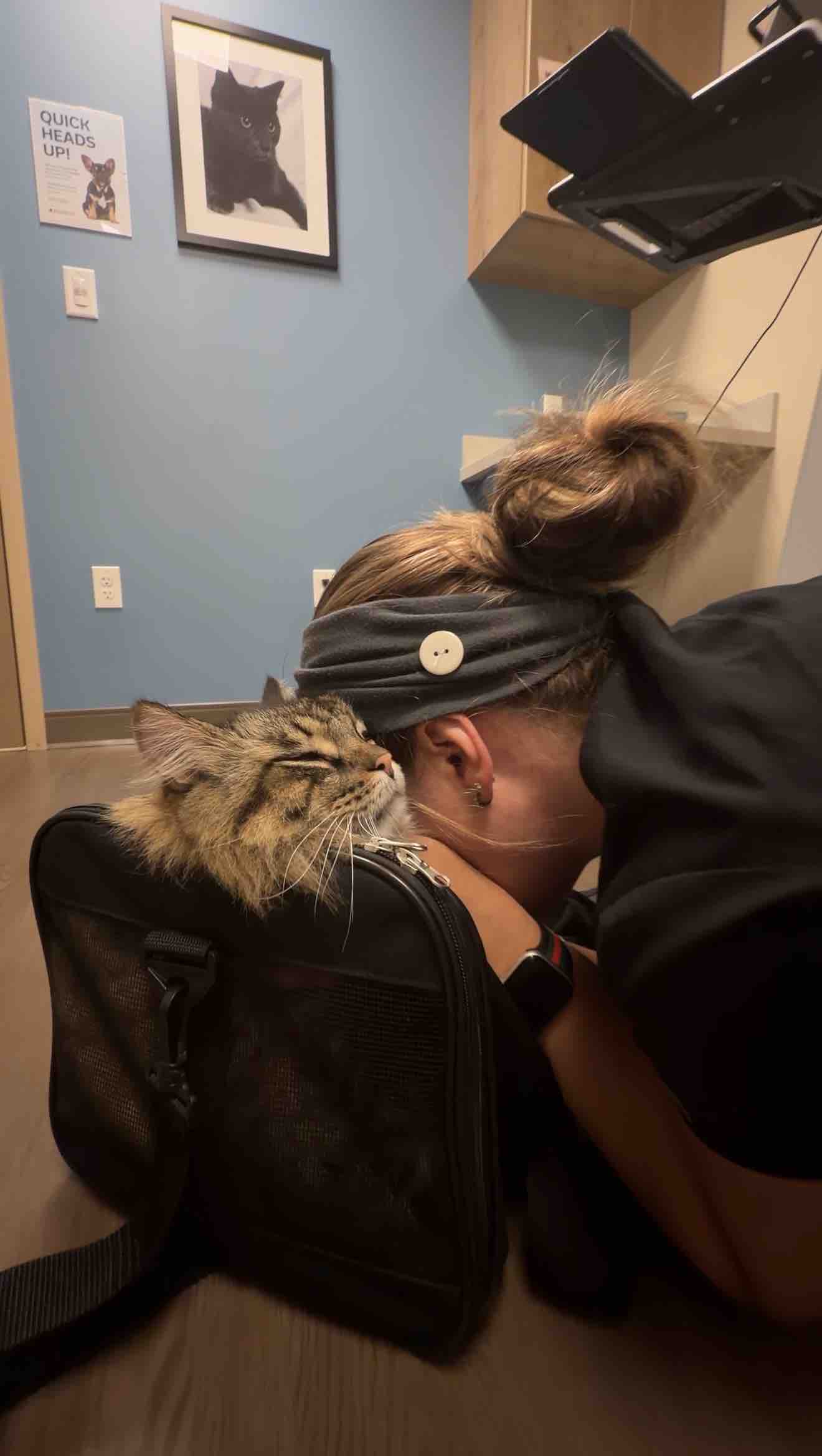 Help Our Cat Apollo Fight Cancer campaign photo, 6 of 13