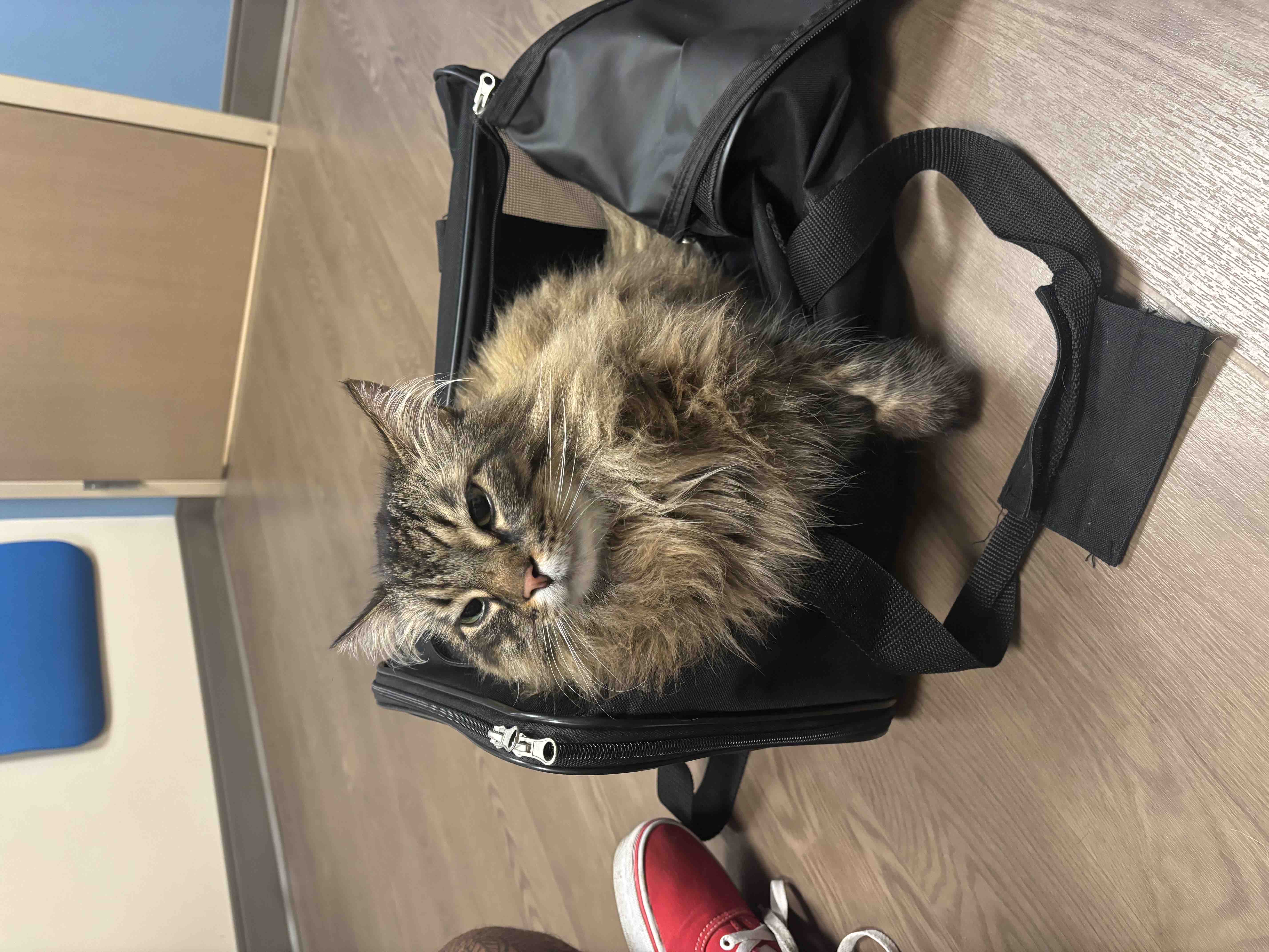 Help Our Cat Apollo Fight Cancer campaign photo, 7 of 13