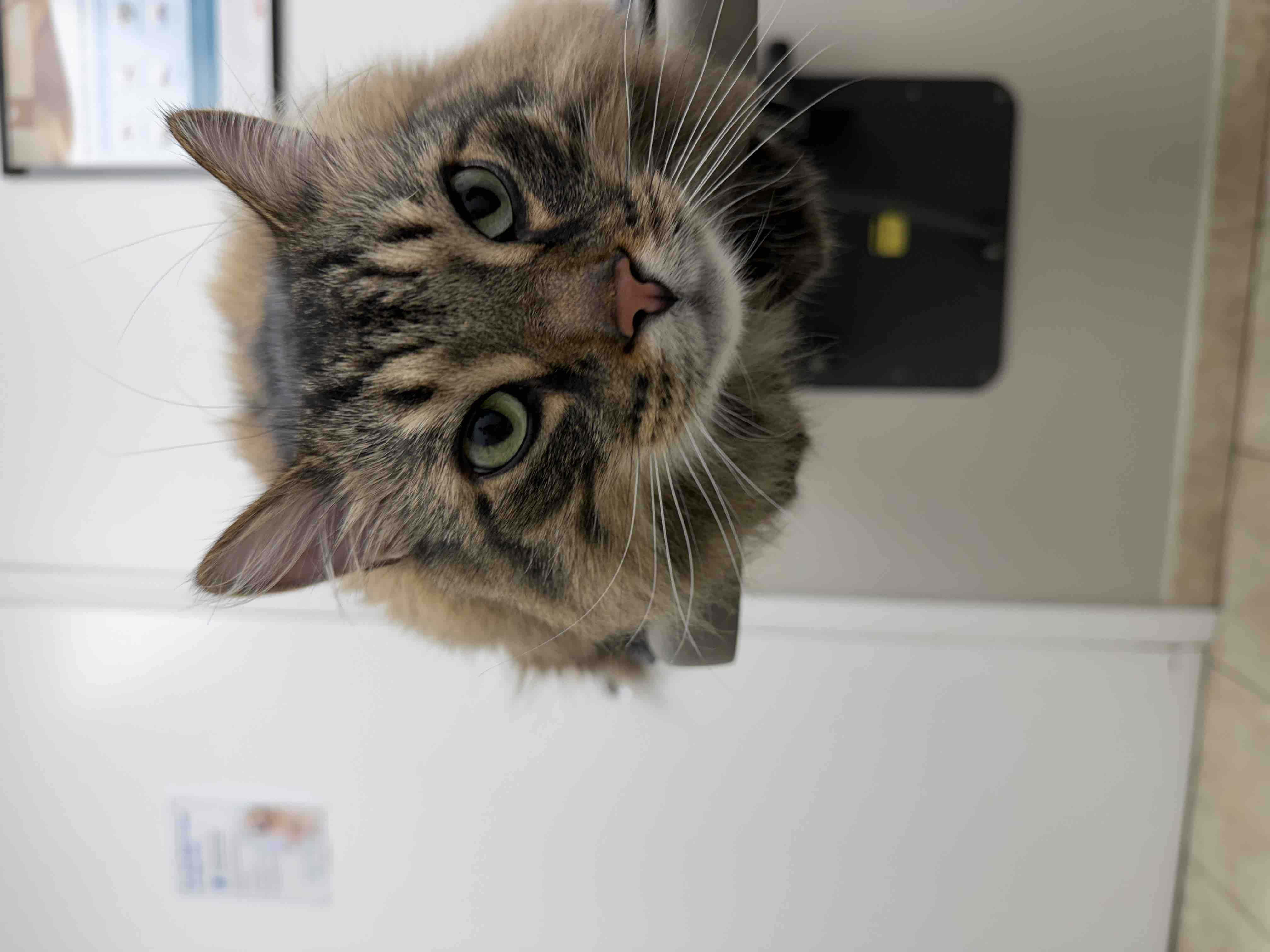 Help Our Cat Apollo Fight Cancer campaign photo, 8 of 13