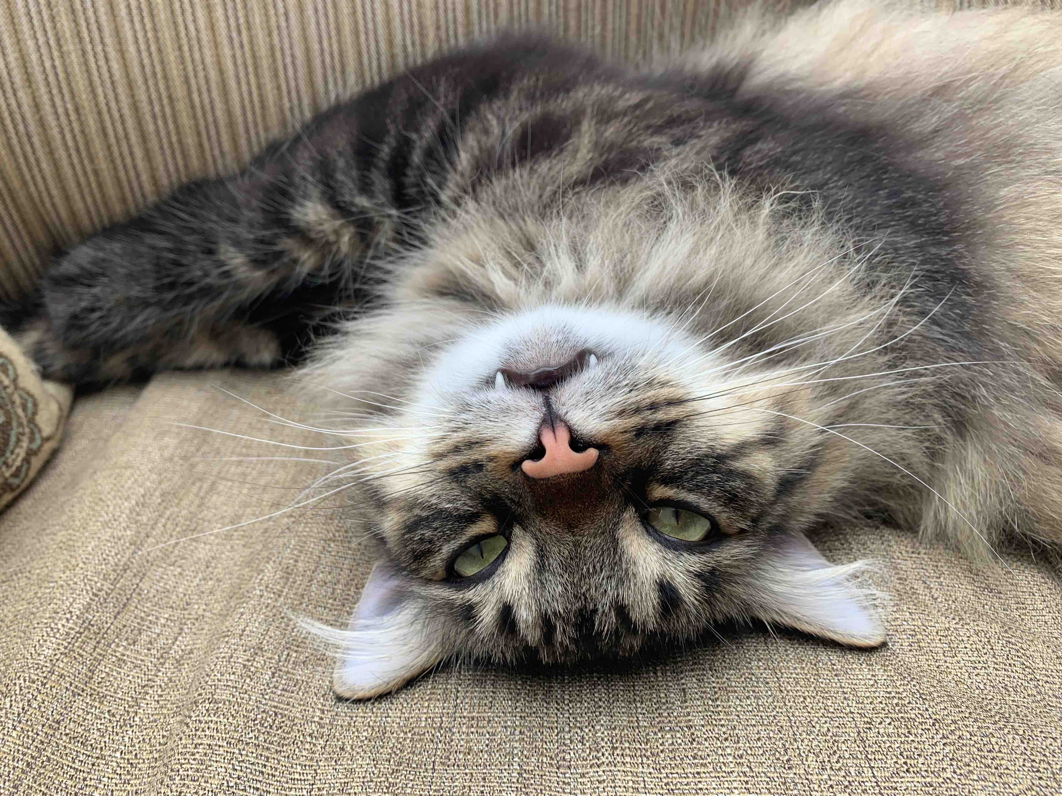 Help Our Cat Apollo Fight Cancer campaign photo, 9 of 13