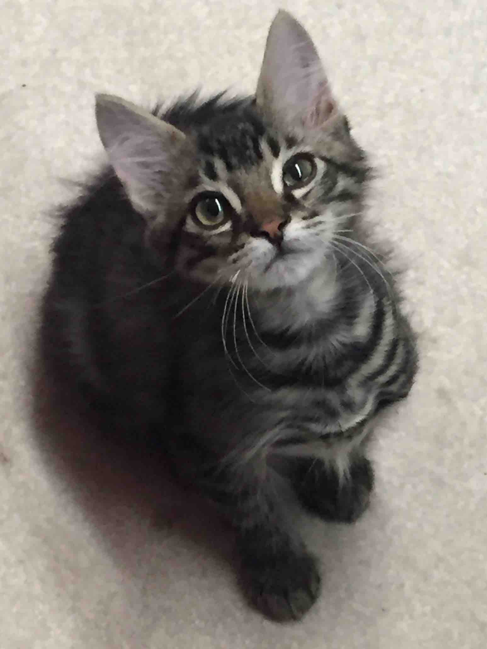 Help Our Cat Apollo Fight Cancer campaign photo, 11 of 13