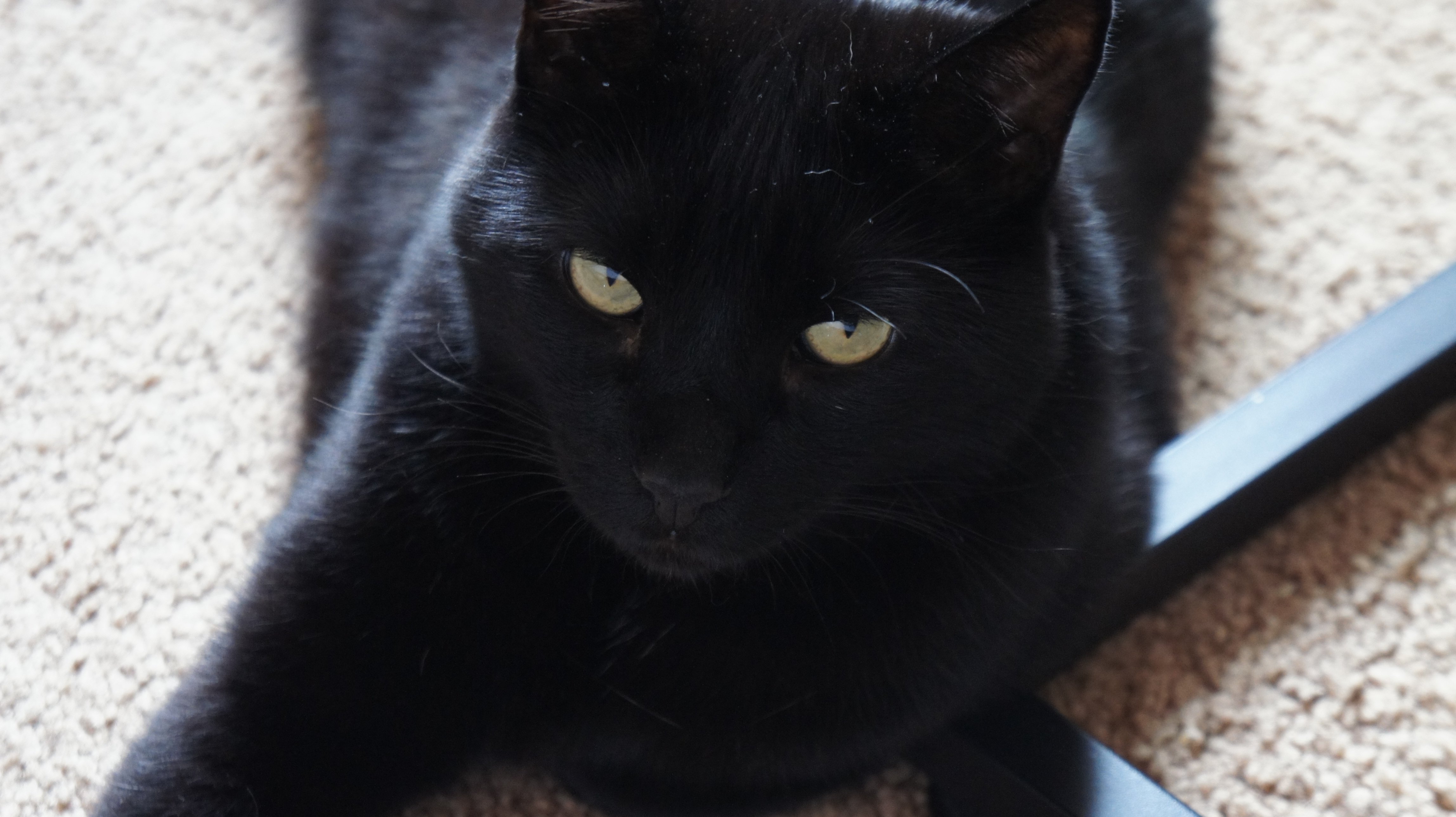 Help Bree and her cats find a safe, stable home campaign photo, 2 of 8