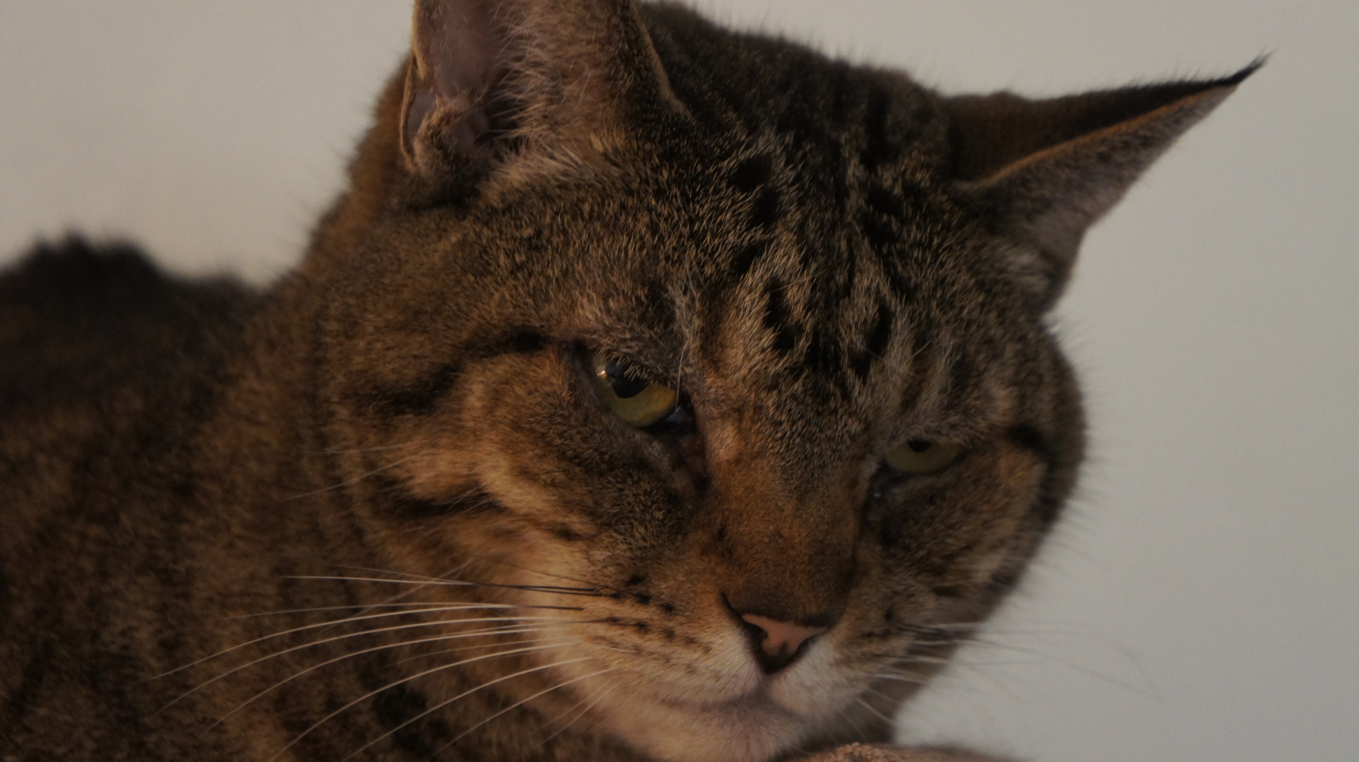 Help Bree and her cats find a safe, stable home campaign photo, 5 of 8