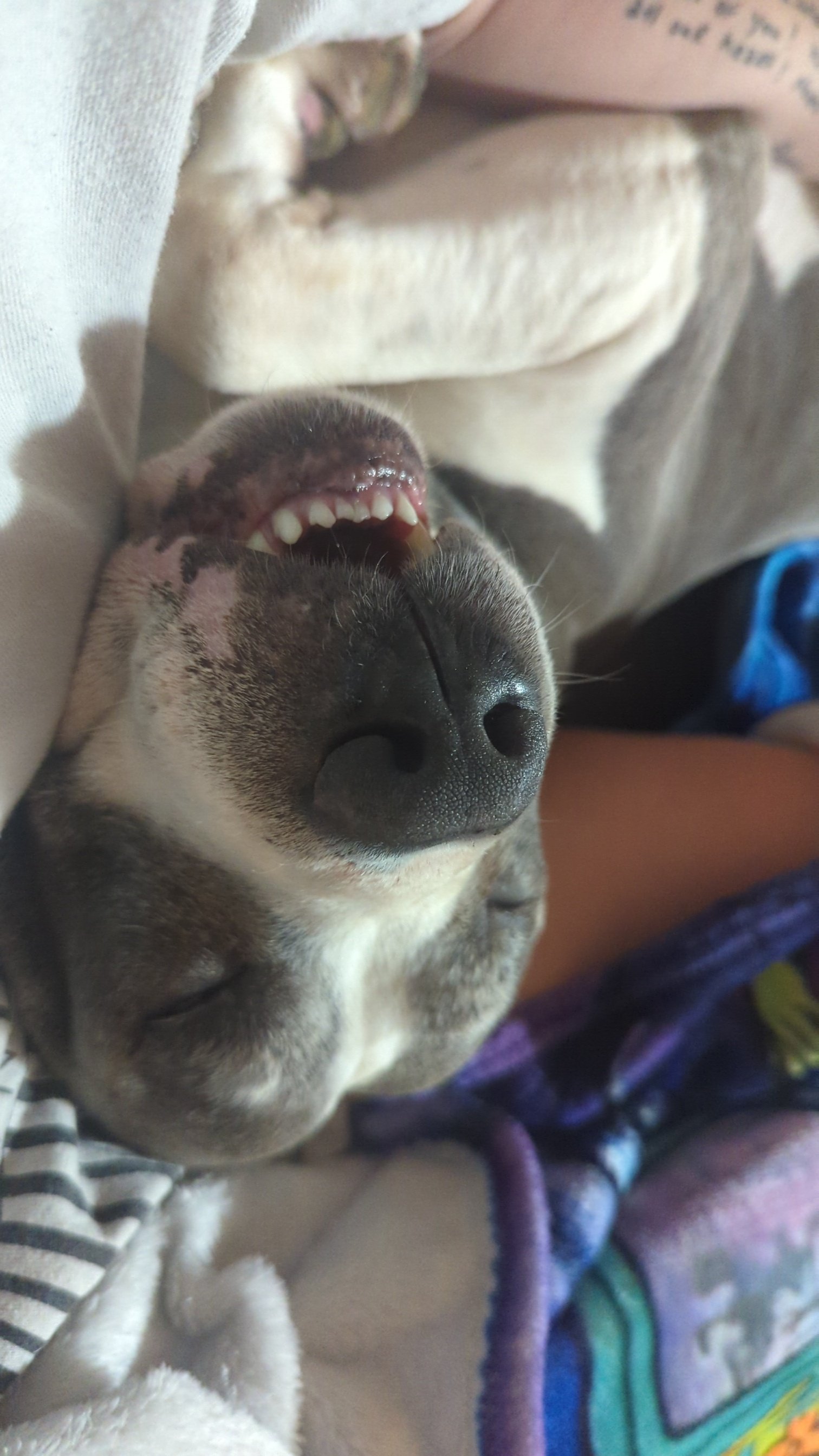 Smokey’s Road to Recovery campaign photo, 2 of 8