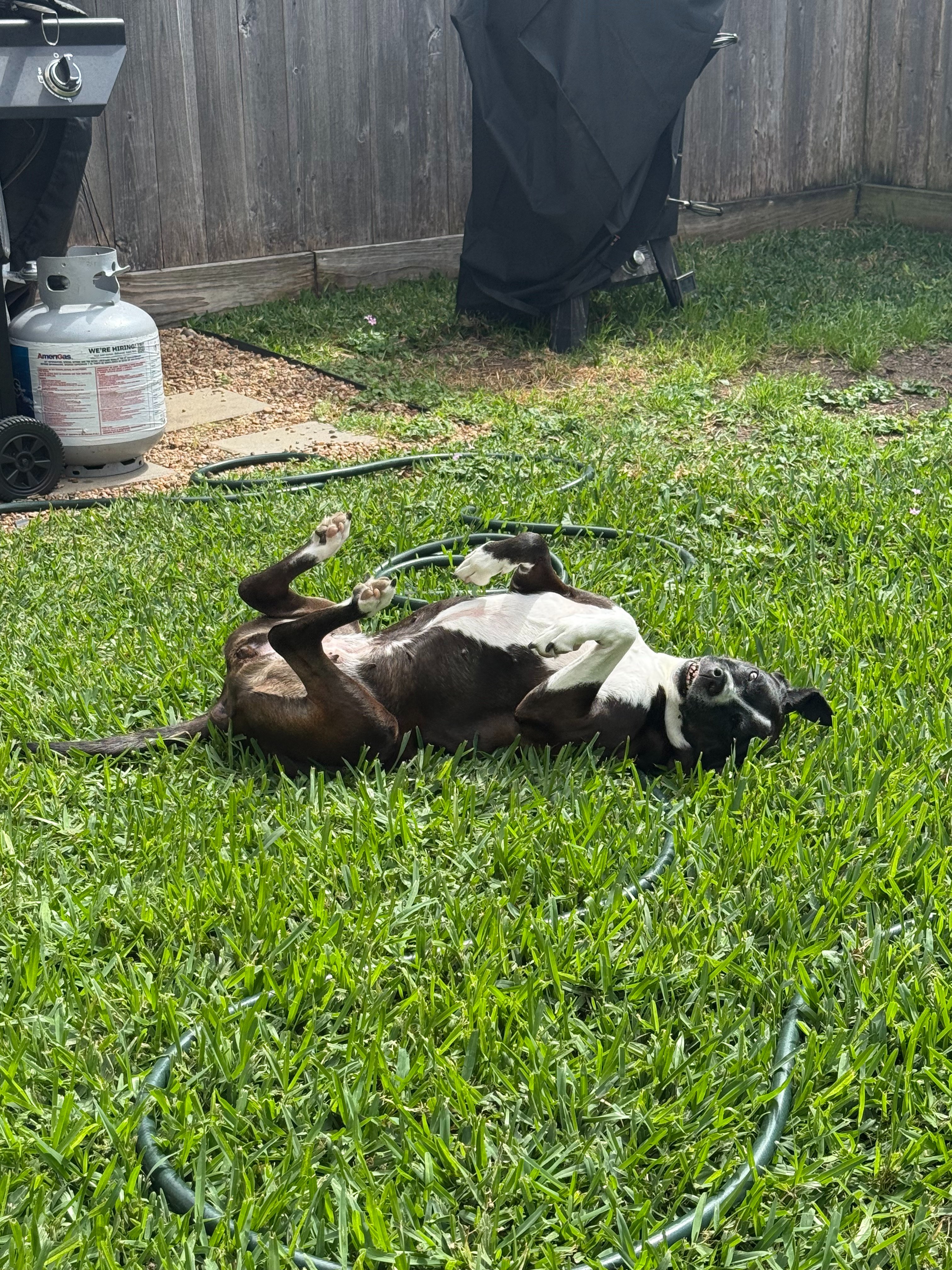 Help Us Give Lilo the Best Chance at Recovery campaign photo, 6 of 7