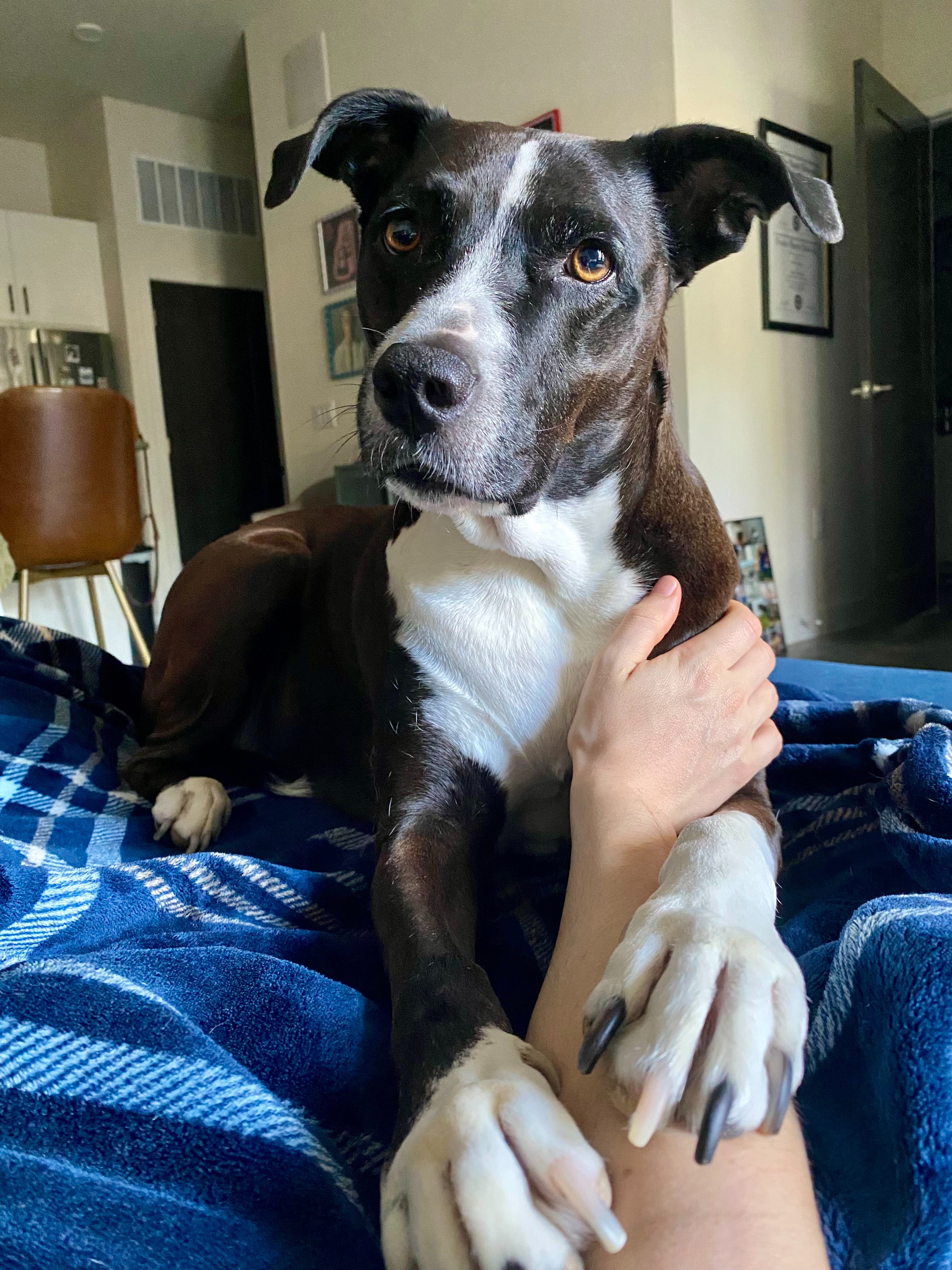 Help Us Give Lilo the Best Chance at Recovery campaign photo, 4 of 7
