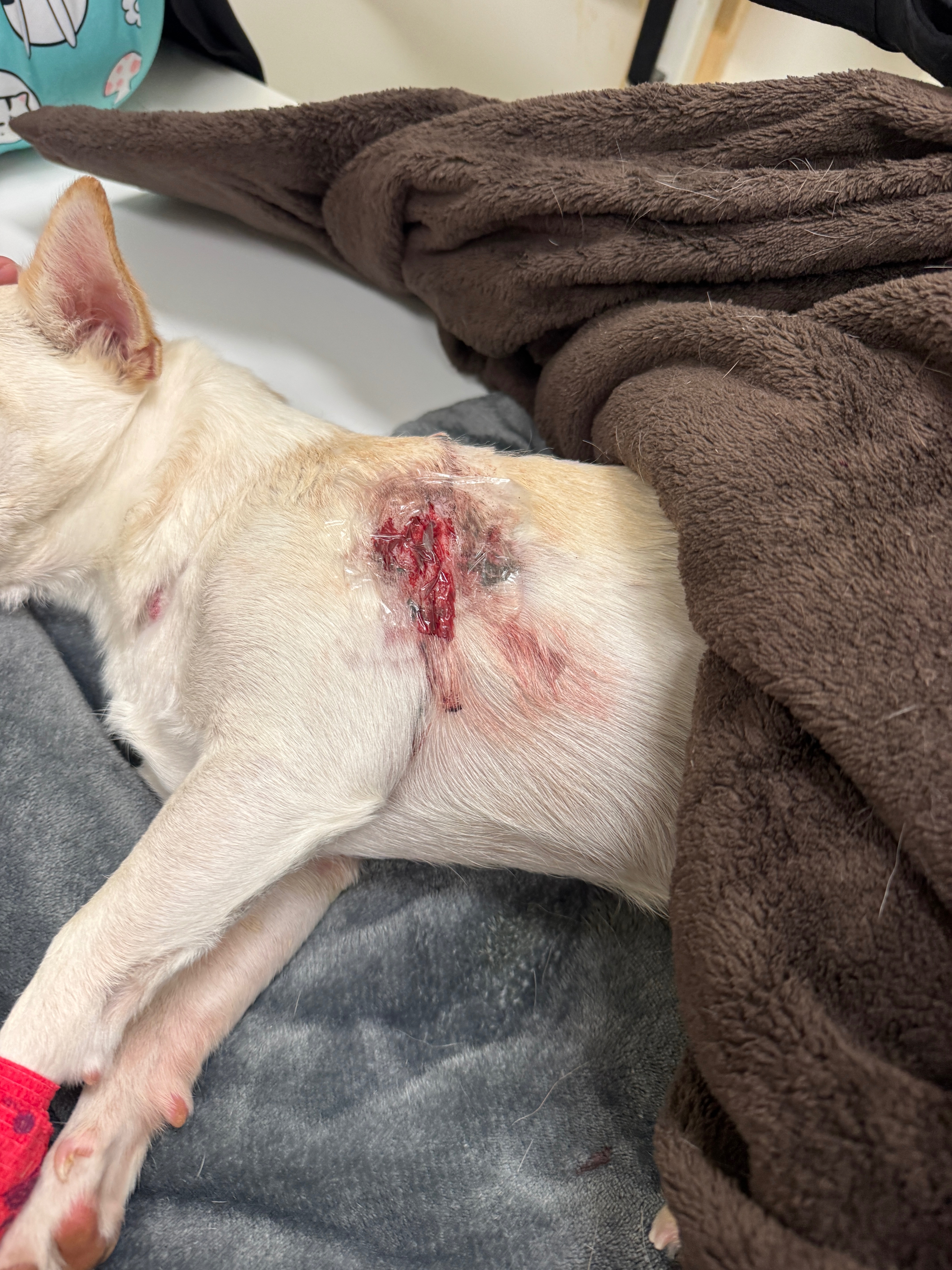 Please Help Save Junior After A Devastating Dog Attack campaign photo, 4 of 4