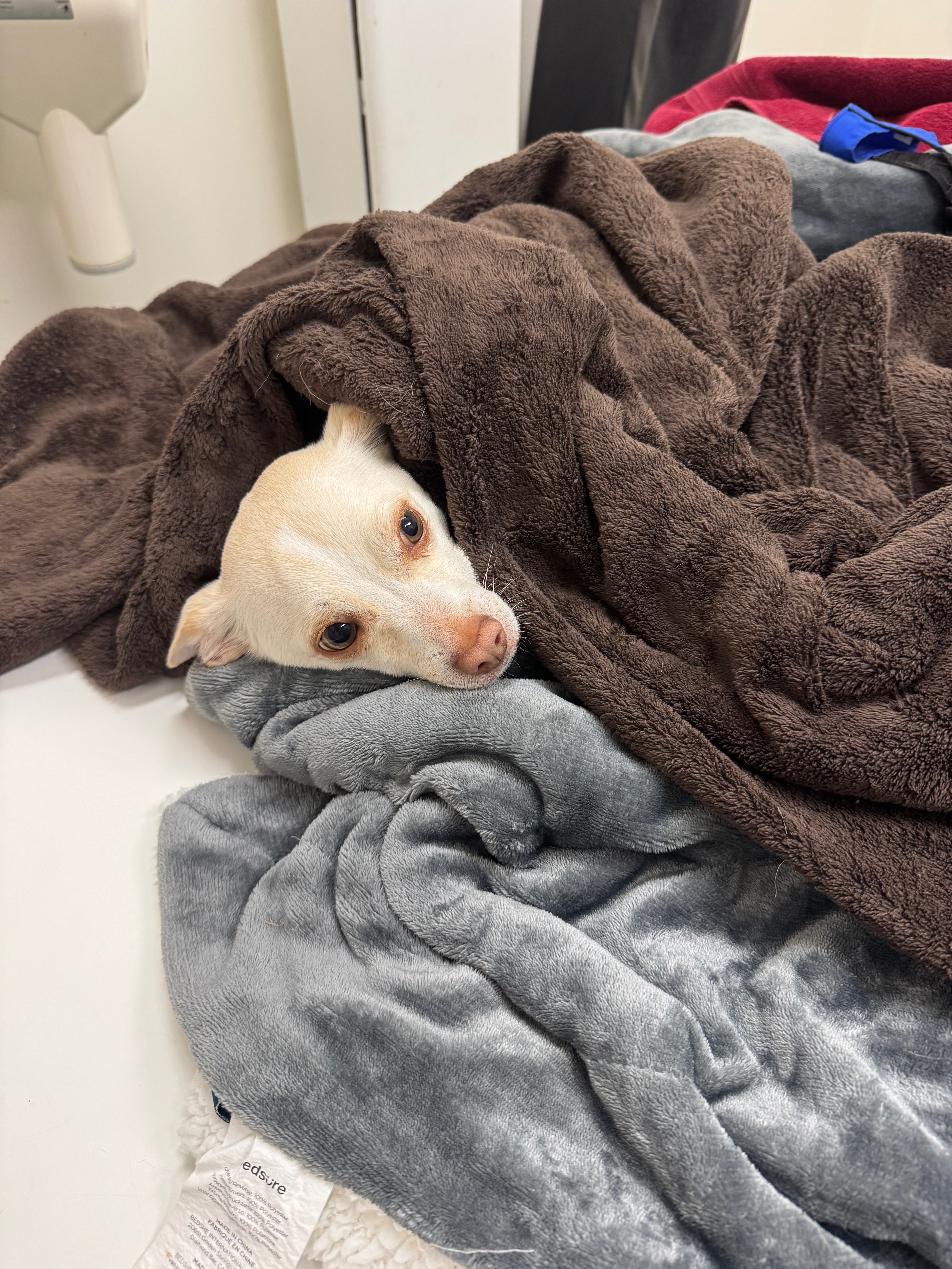 Please Help Save Junior After A Devastating Dog Attack campaign photo, 2 of 4