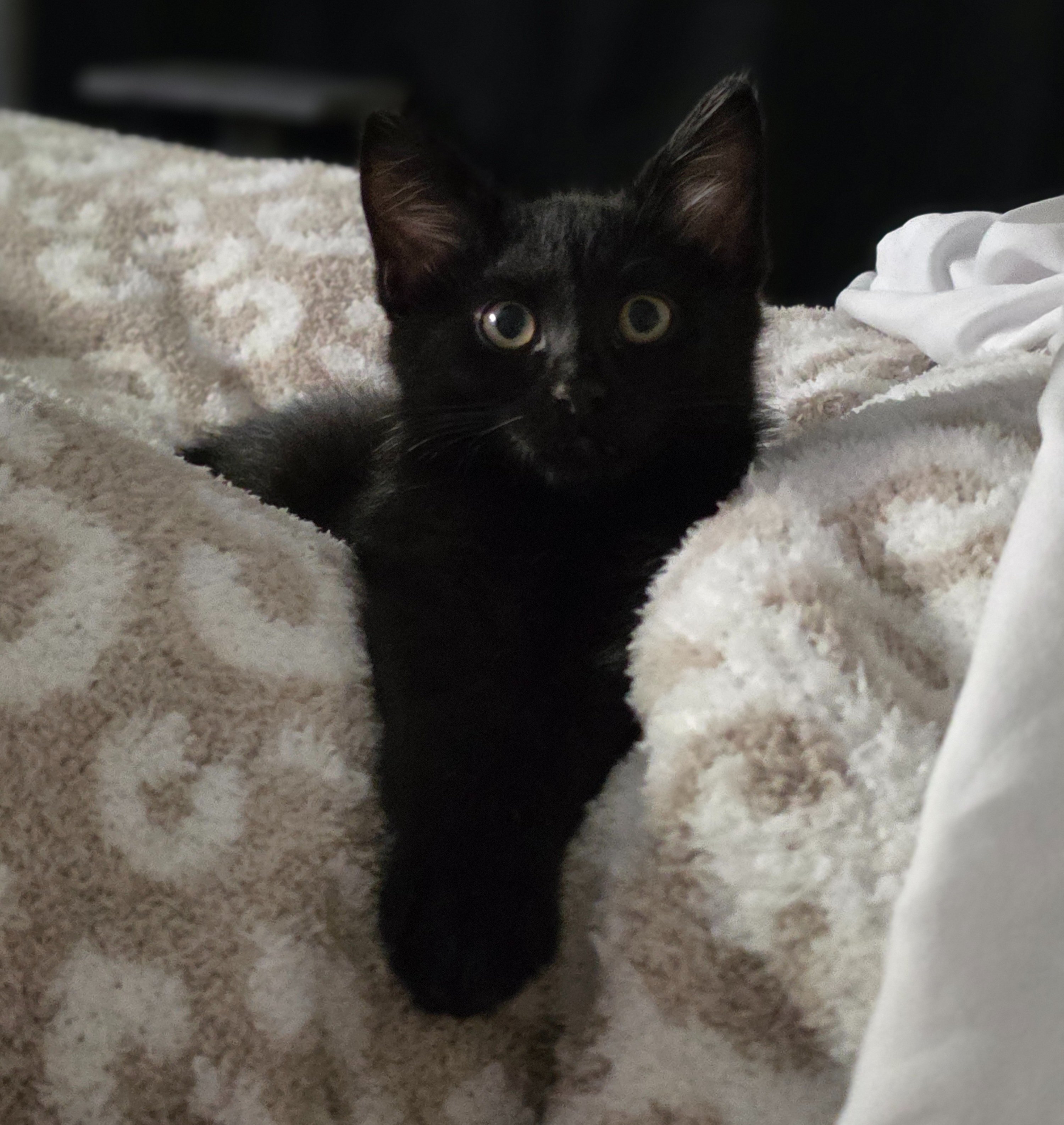 Save The Kitties! campaign photo, 5 of 6