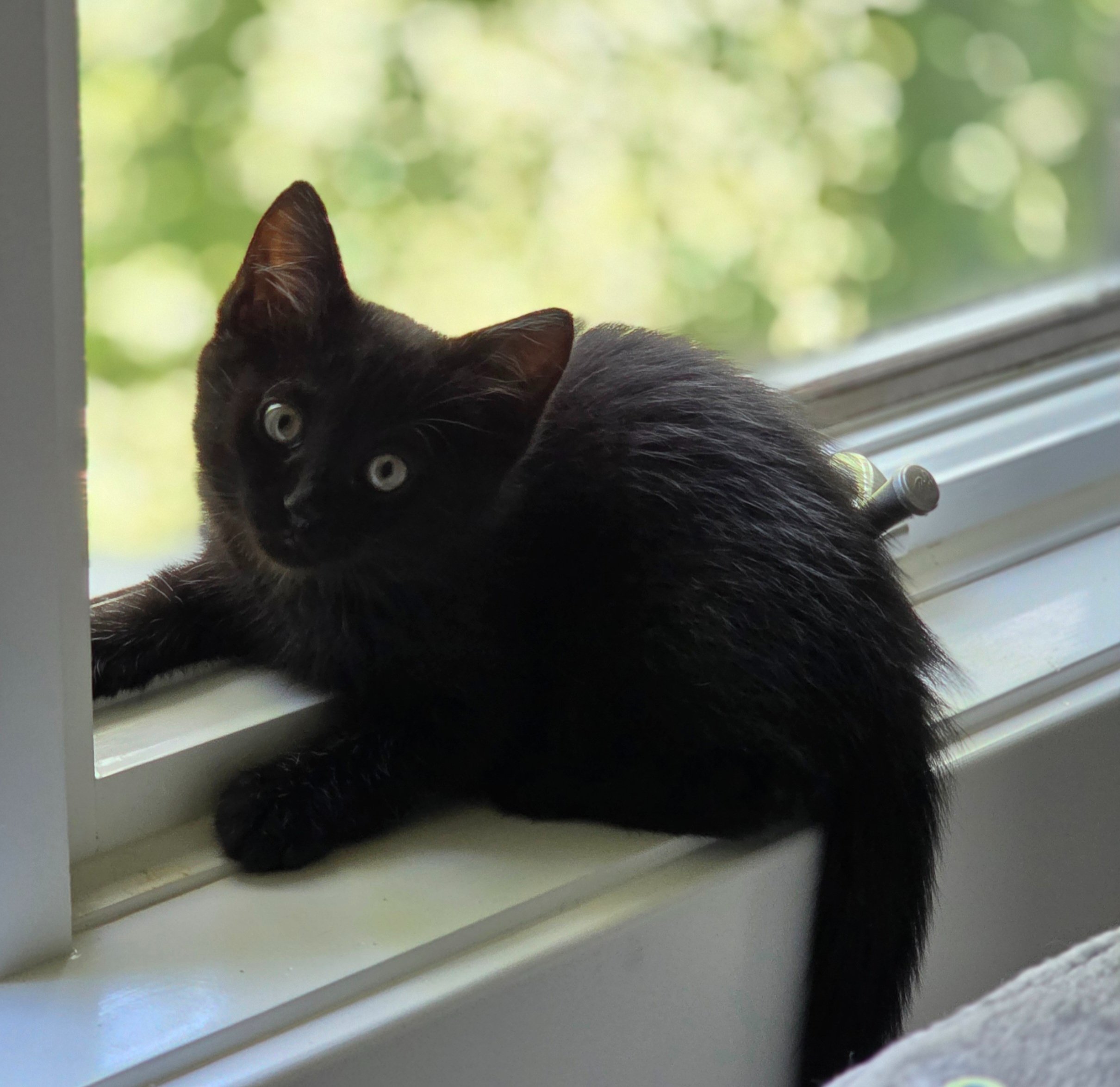 Save The Kitties! campaign photo, 2 of 6