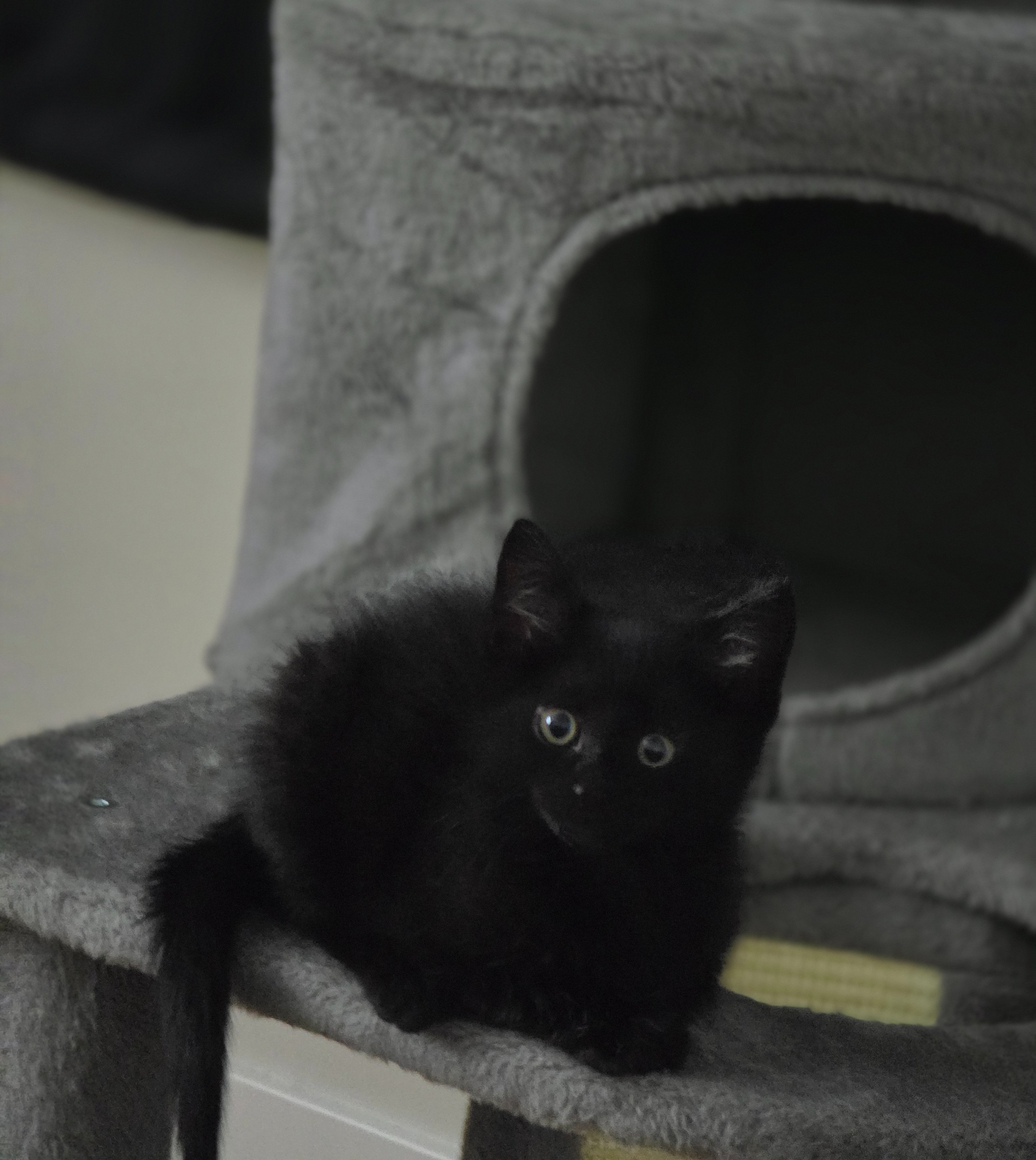 Save The Kitties! campaign photo, 4 of 6