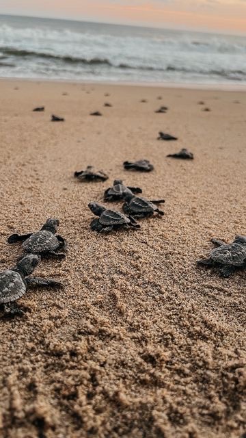 Support Our Sea Turtle Conservation Journey campaign photo, 8 of 9