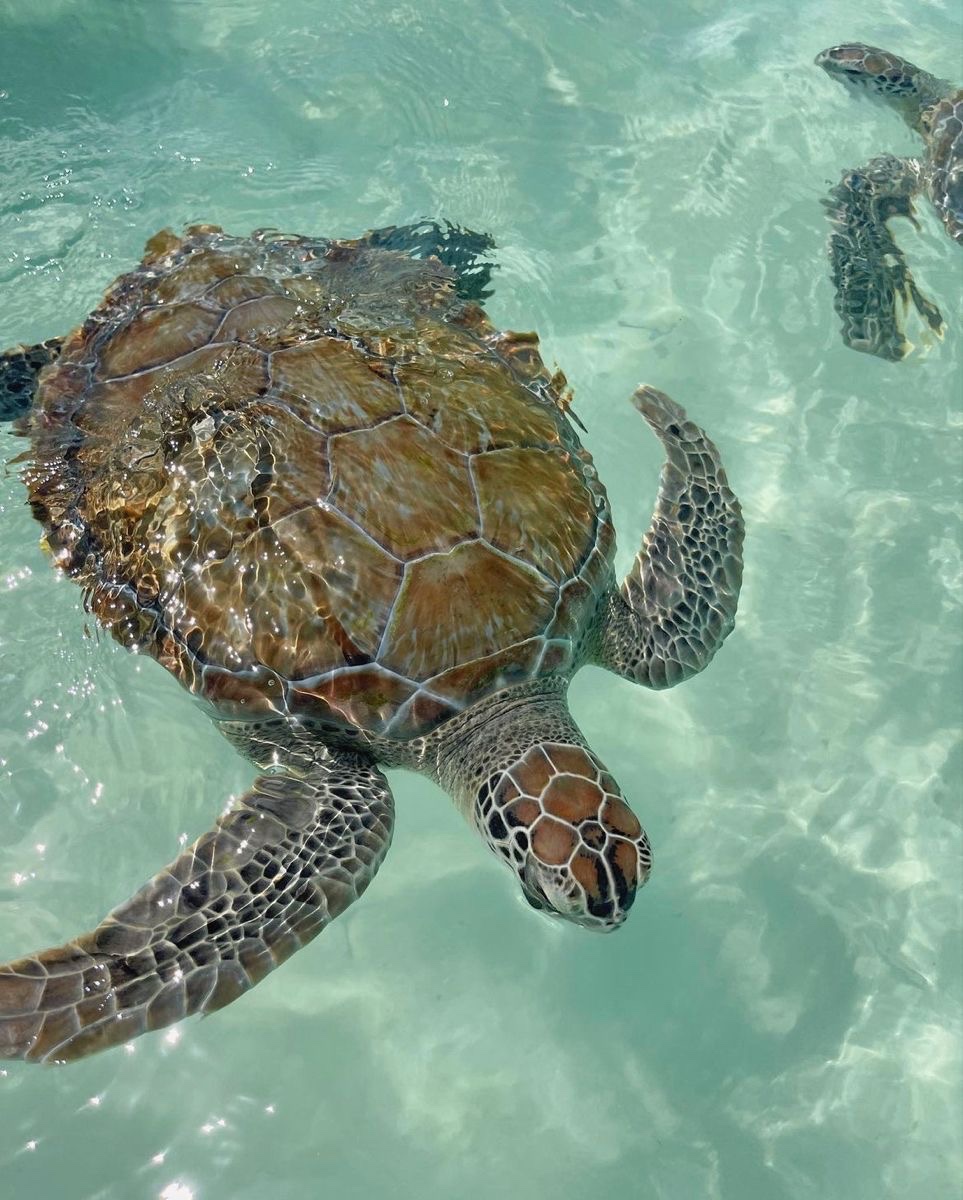 Support Our Sea Turtle Conservation Journey campaign photo, 2 of 9