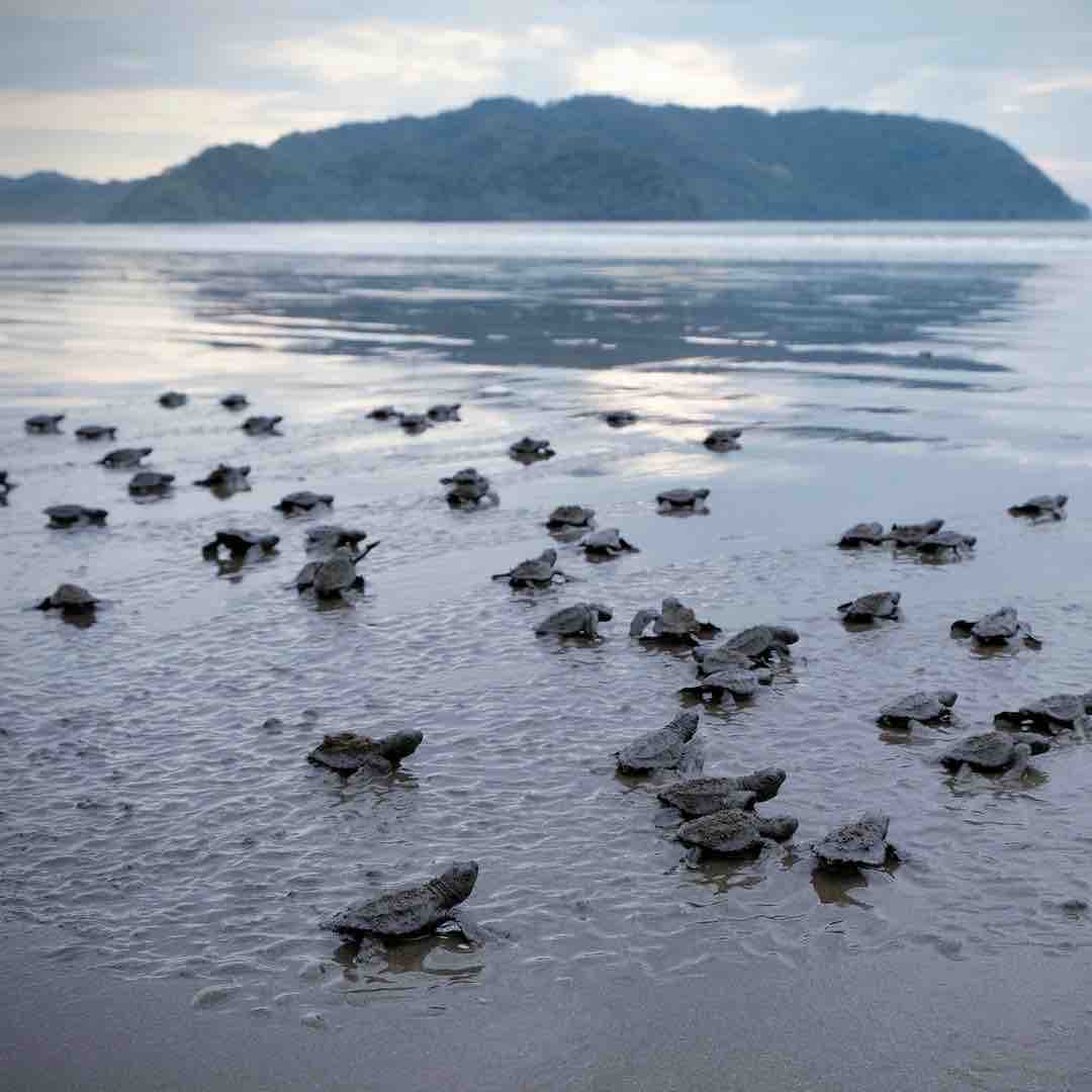 Support Our Sea Turtle Conservation Journey campaign photo, 5 of 9