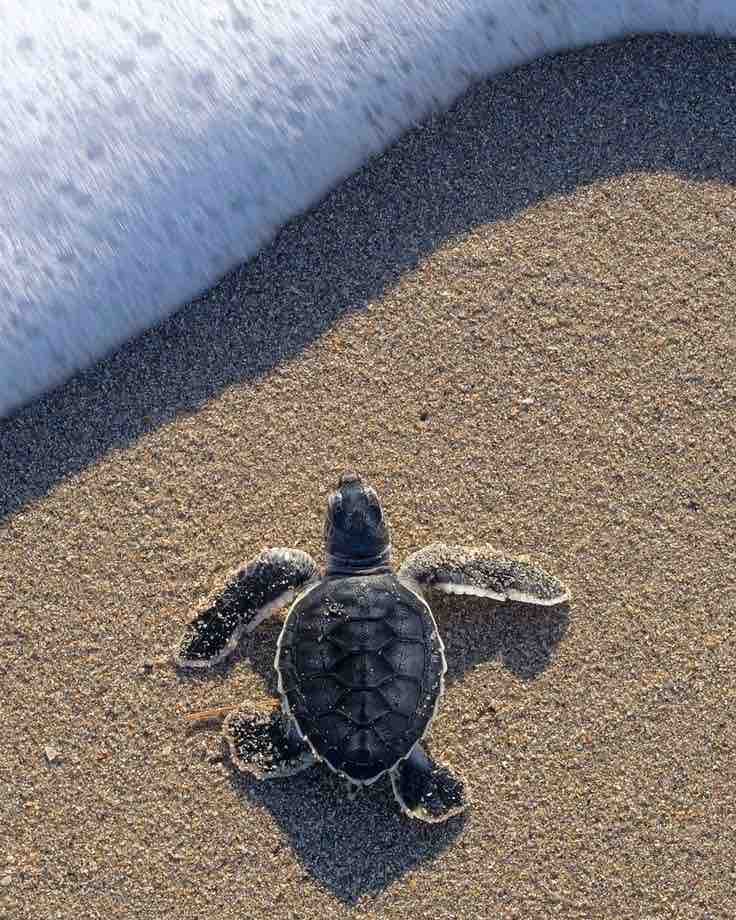 Support Our Sea Turtle Conservation Journey campaign photo, 6 of 9