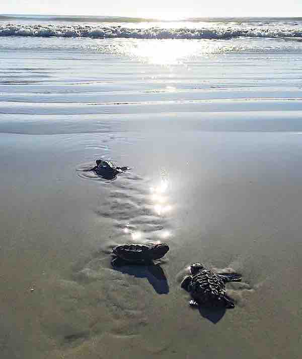 Support Our Sea Turtle Conservation Journey campaign photo, 7 of 9