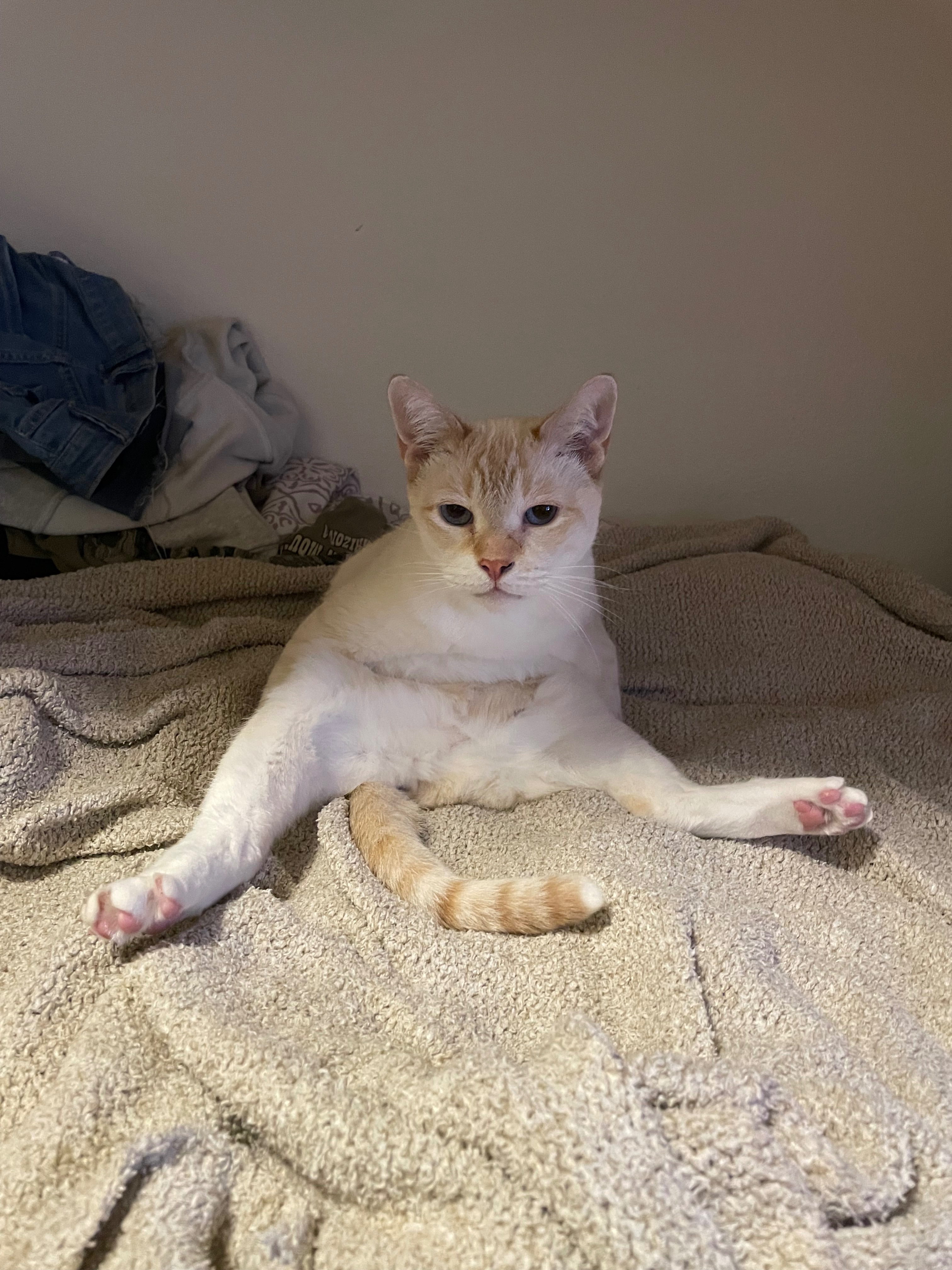 Help Mango Recover from Surgery campaign photo, 2 of 10