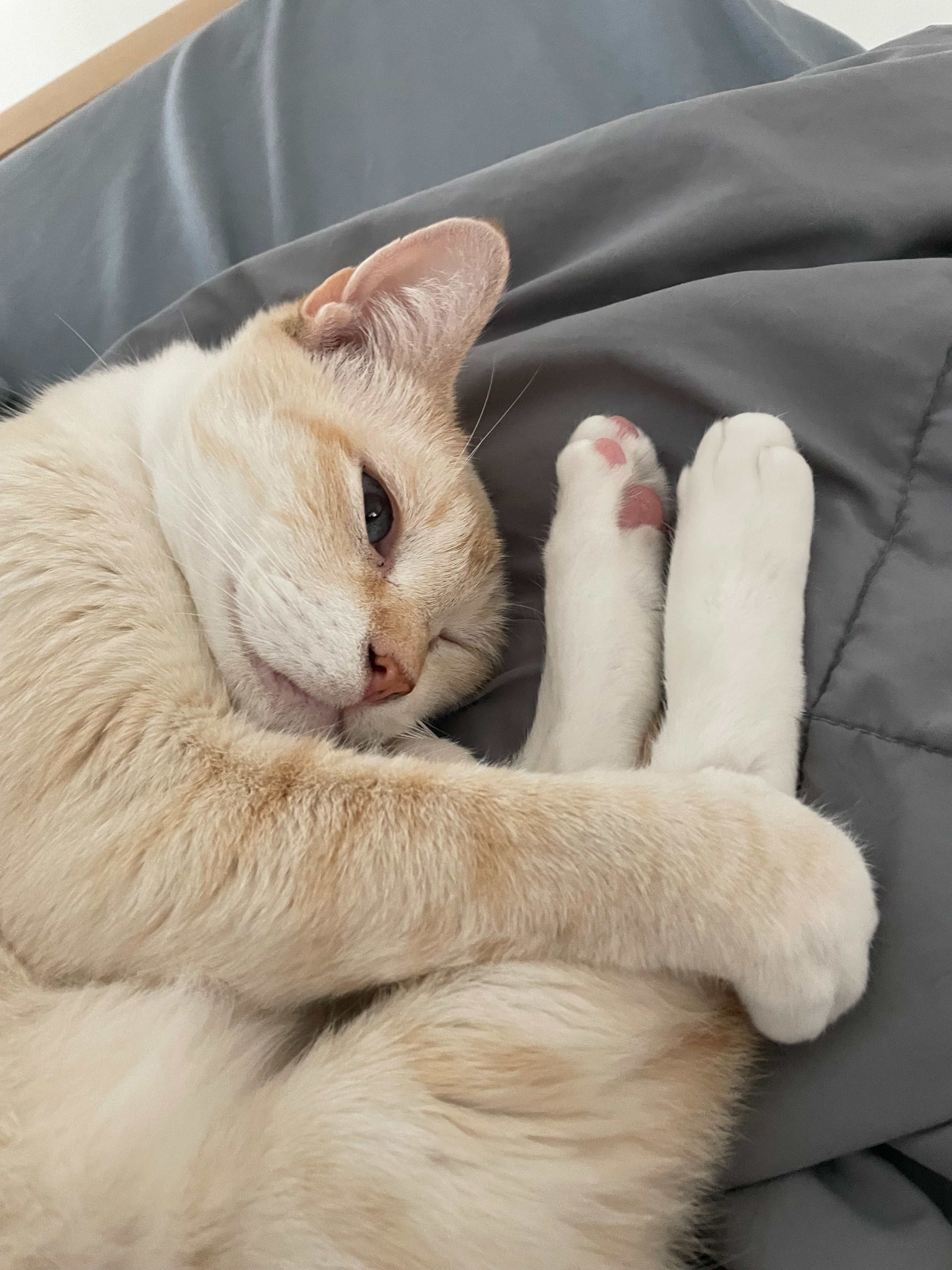 Help Mango Recover from Surgery campaign photo, 4 of 10