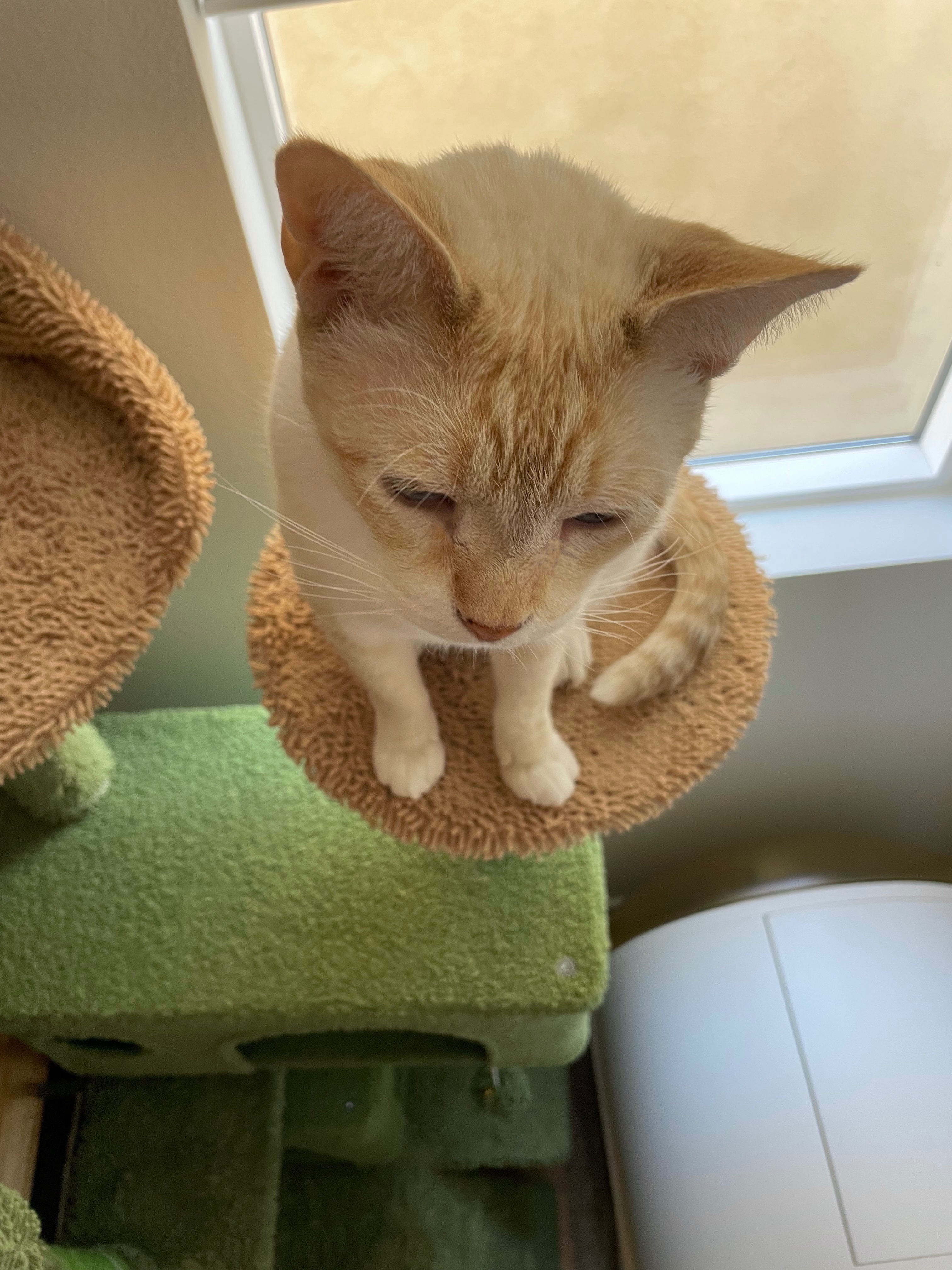 Help Mango Recover from Surgery campaign photo, 5 of 10