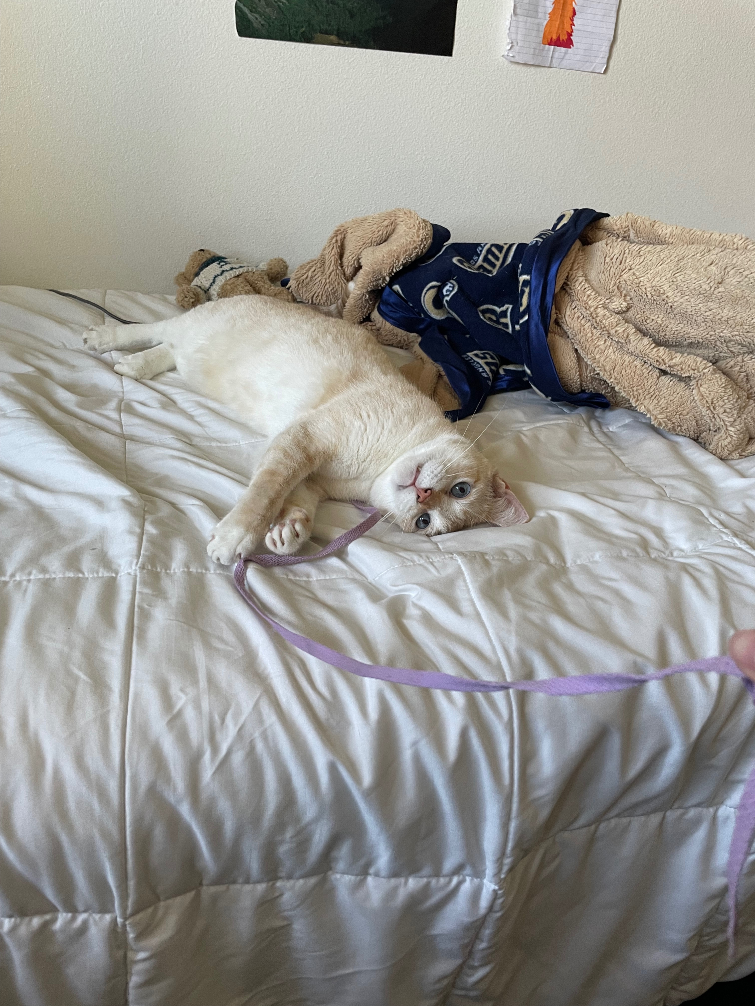 Help Mango Recover from Surgery campaign photo, 6 of 10