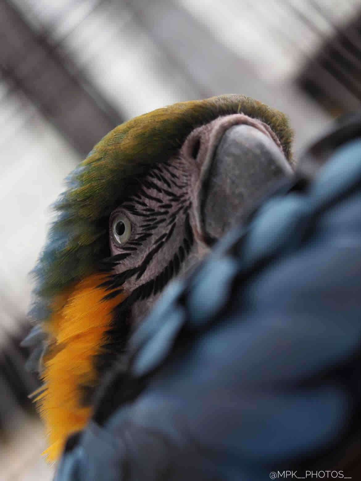 Help save Hilleroed Mini Zoo and 300 animals campaign photo, 4 of 13