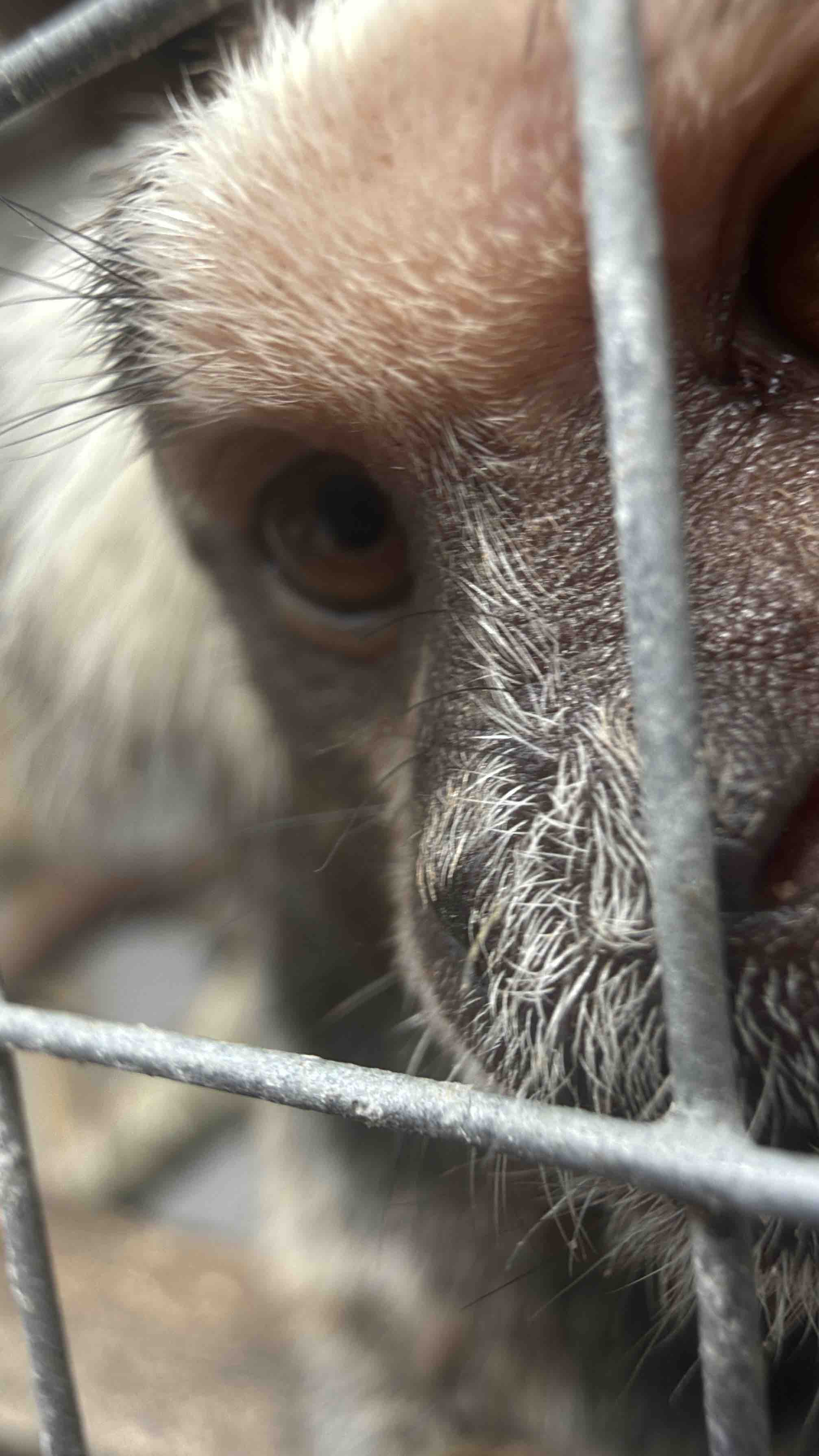 Help save Hilleroed Mini Zoo and 300 animals campaign photo, 5 of 13
