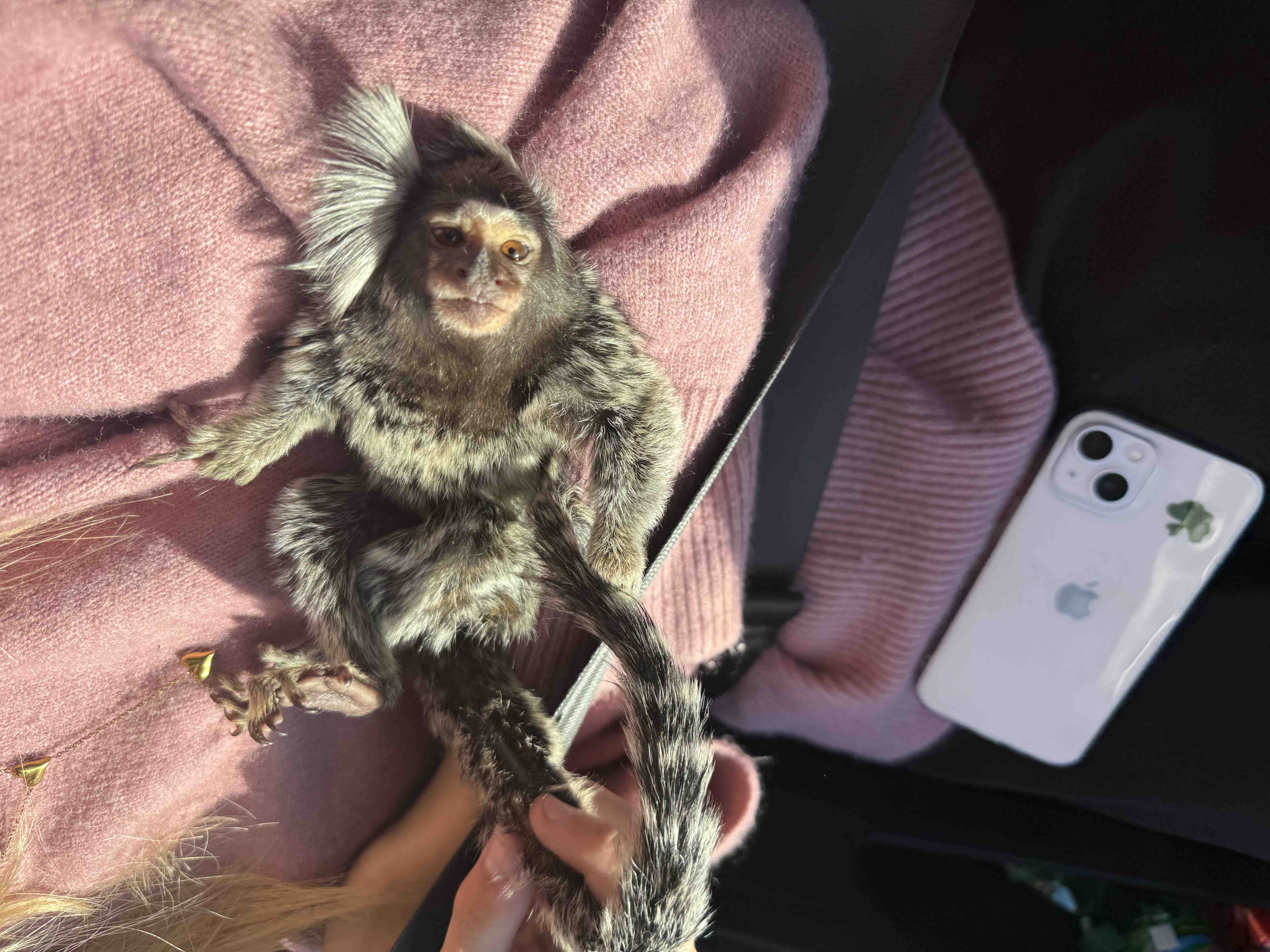 Help save Hilleroed Mini Zoo and 300 animals campaign photo, 6 of 13
