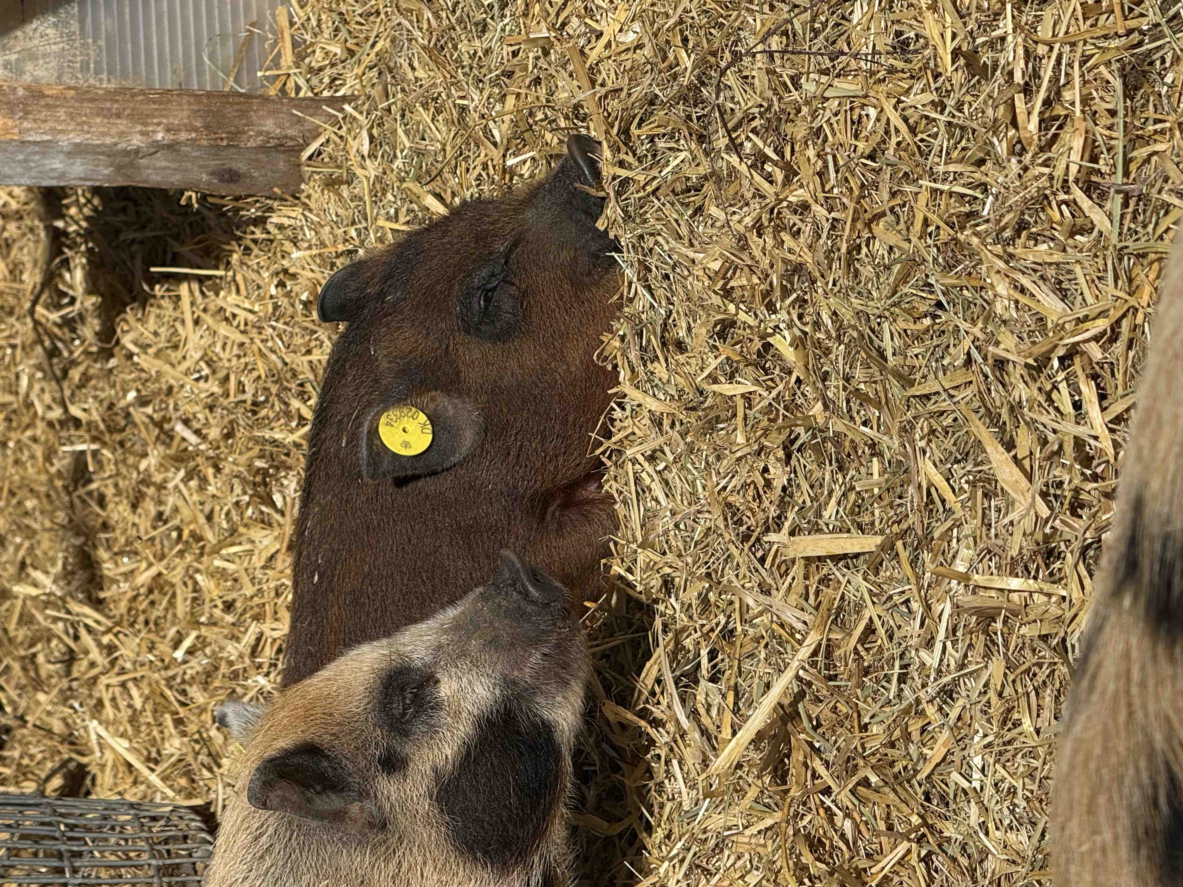 Help save Hilleroed Mini Zoo and 300 animals campaign photo, 8 of 13