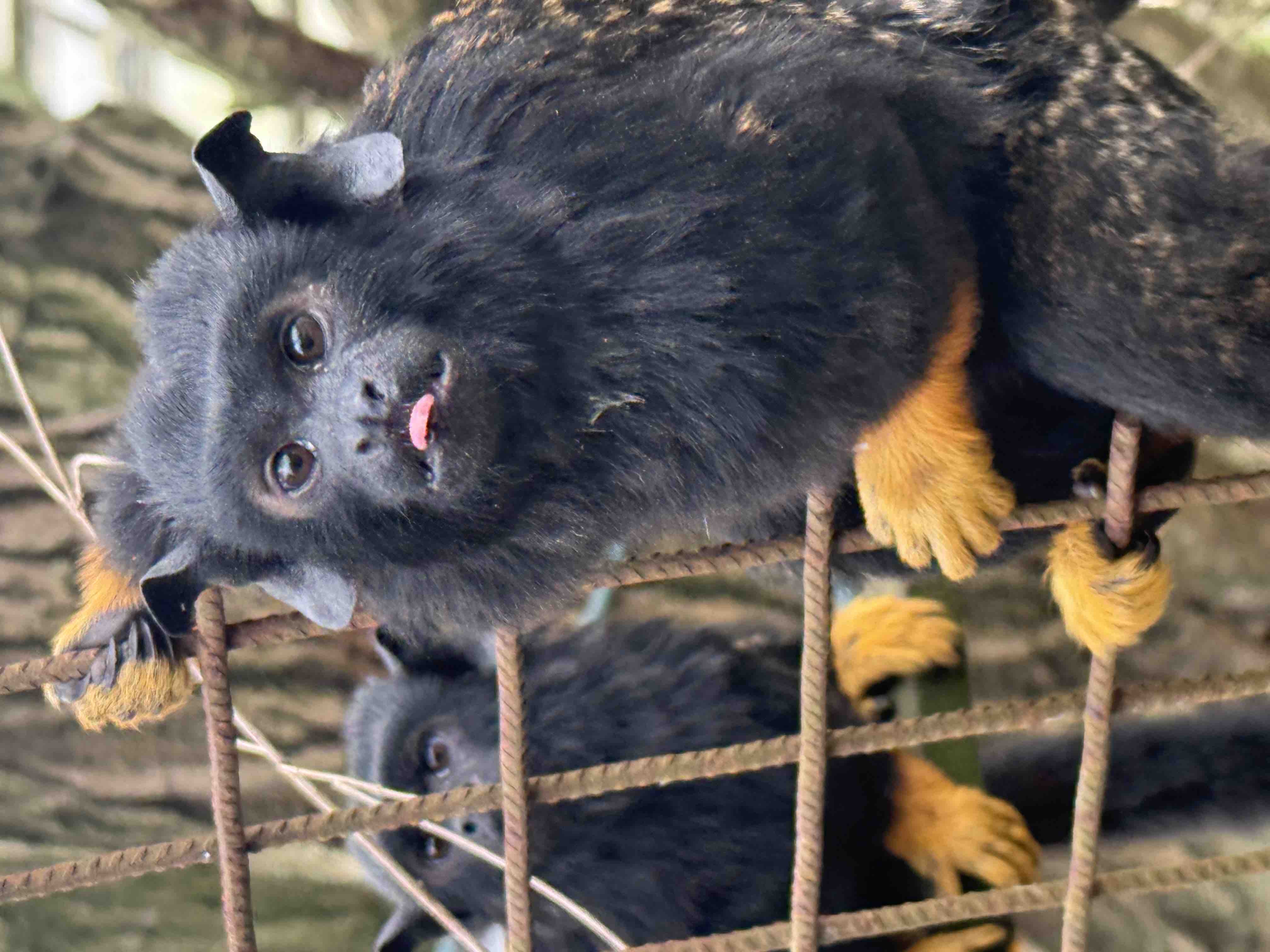 Help save Hilleroed Mini Zoo and 300 animals campaign photo, 9 of 13