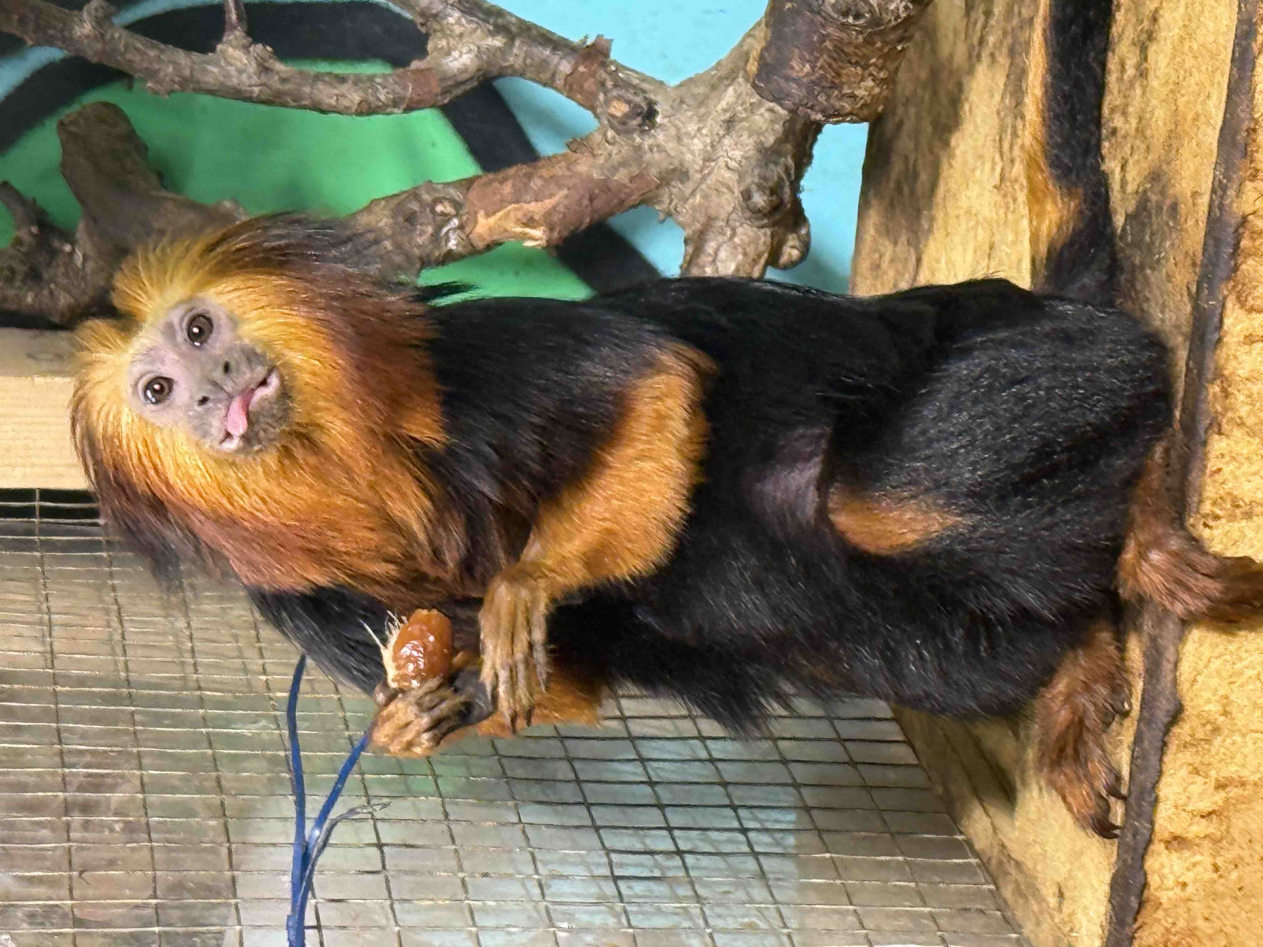 Help save Hilleroed Mini Zoo and 300 animals campaign photo, 10 of 13