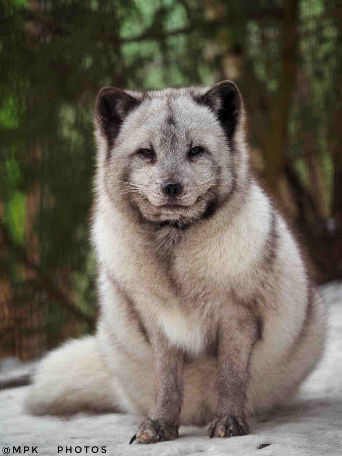 Help save Hilleroed Mini Zoo and 300 animals campaign photo, 11 of 13