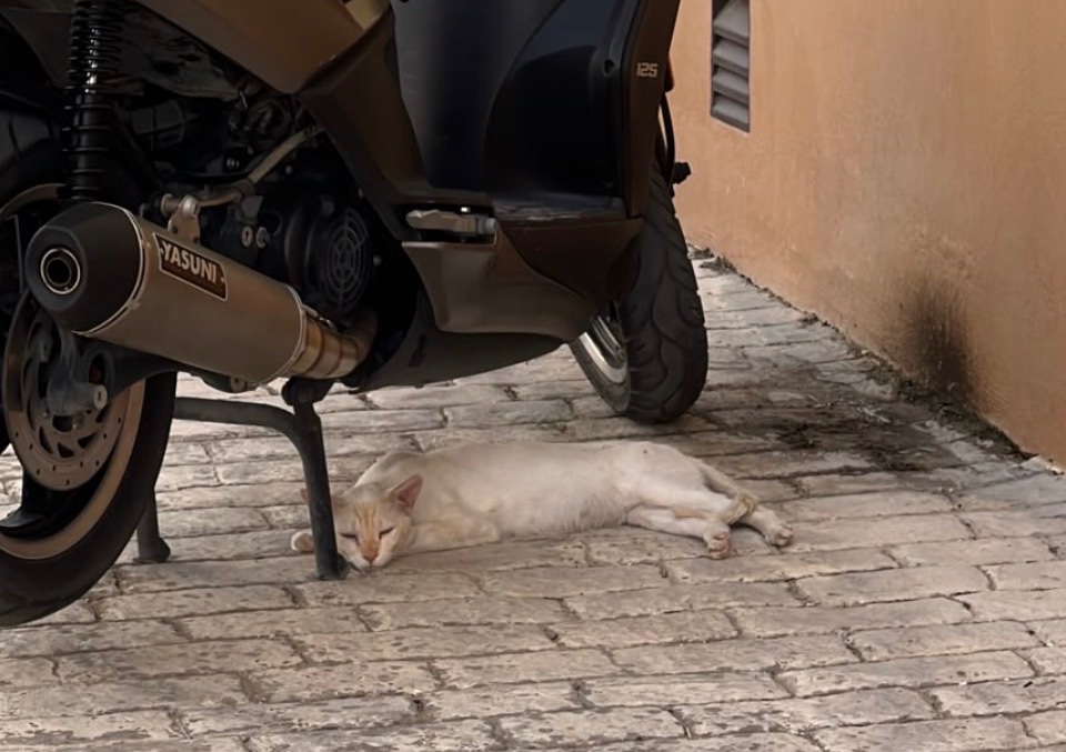 Foto de la campaña Ayuda a Blanquito con Patrulla Felina, 5 de 6