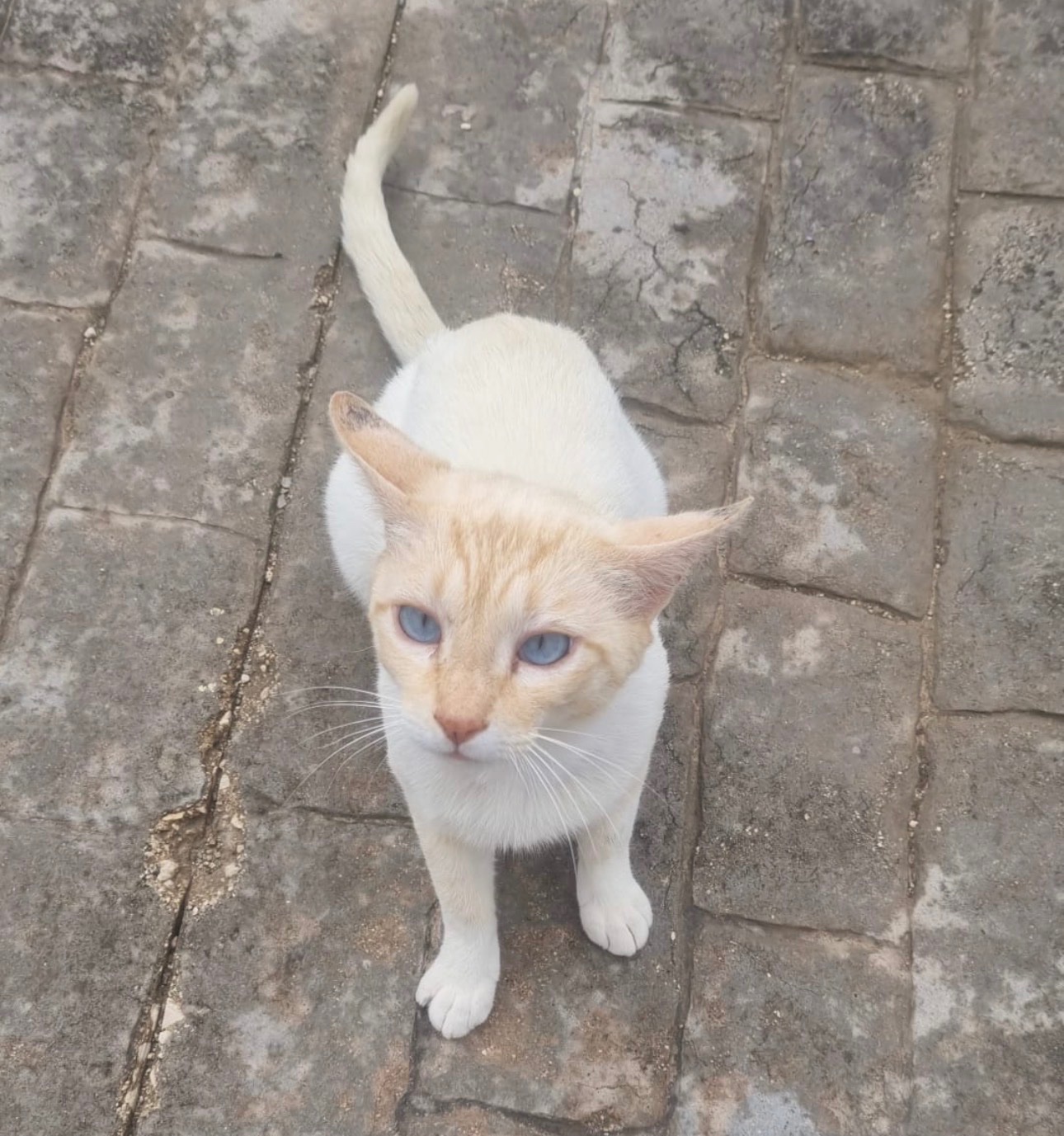Foto de la campaña Ayuda a Blanquito con Patrulla Felina, 4 de 6