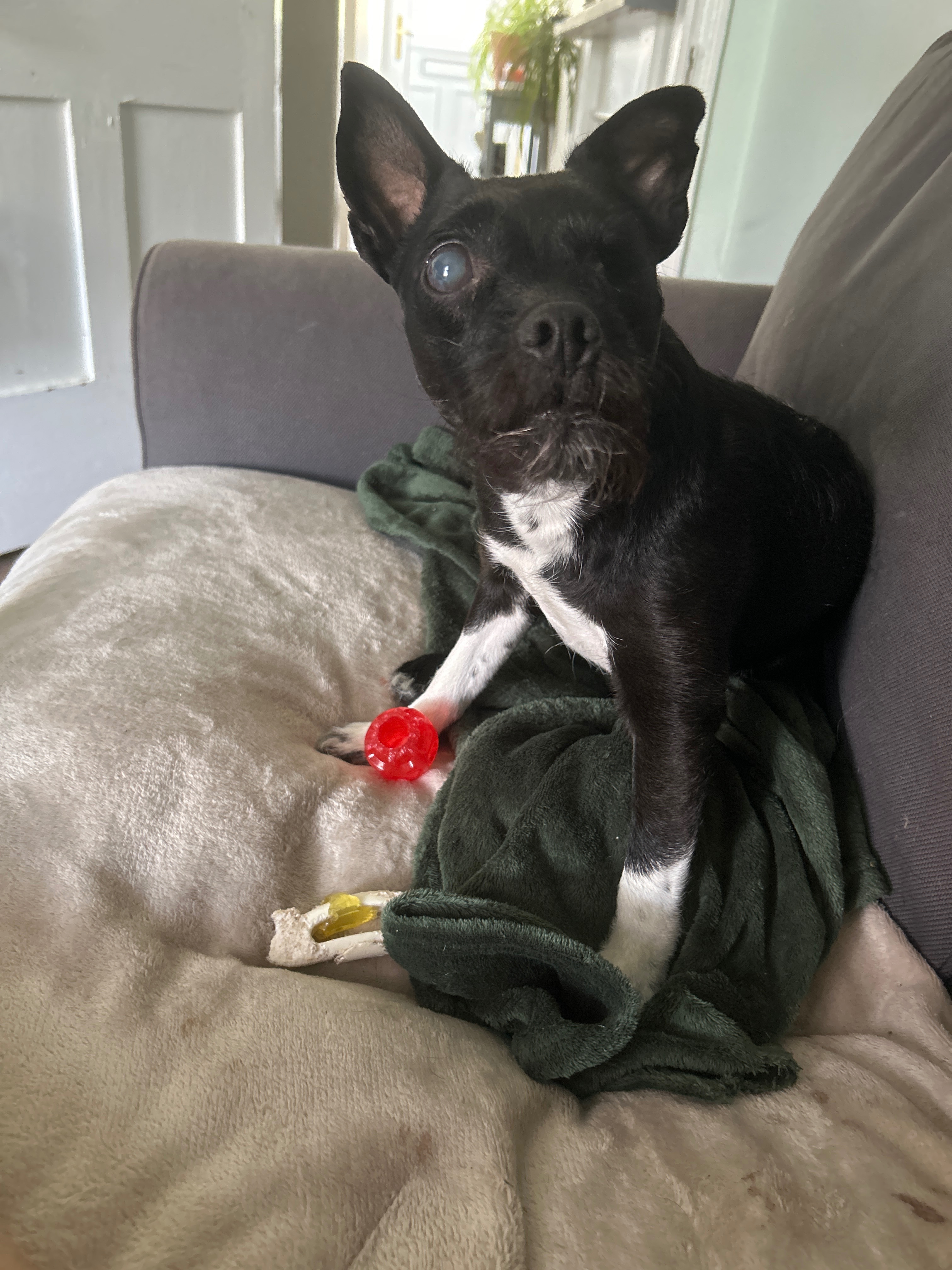Please help with Lunas 2nd eye removal surgery… campaign photo, 4 of 5