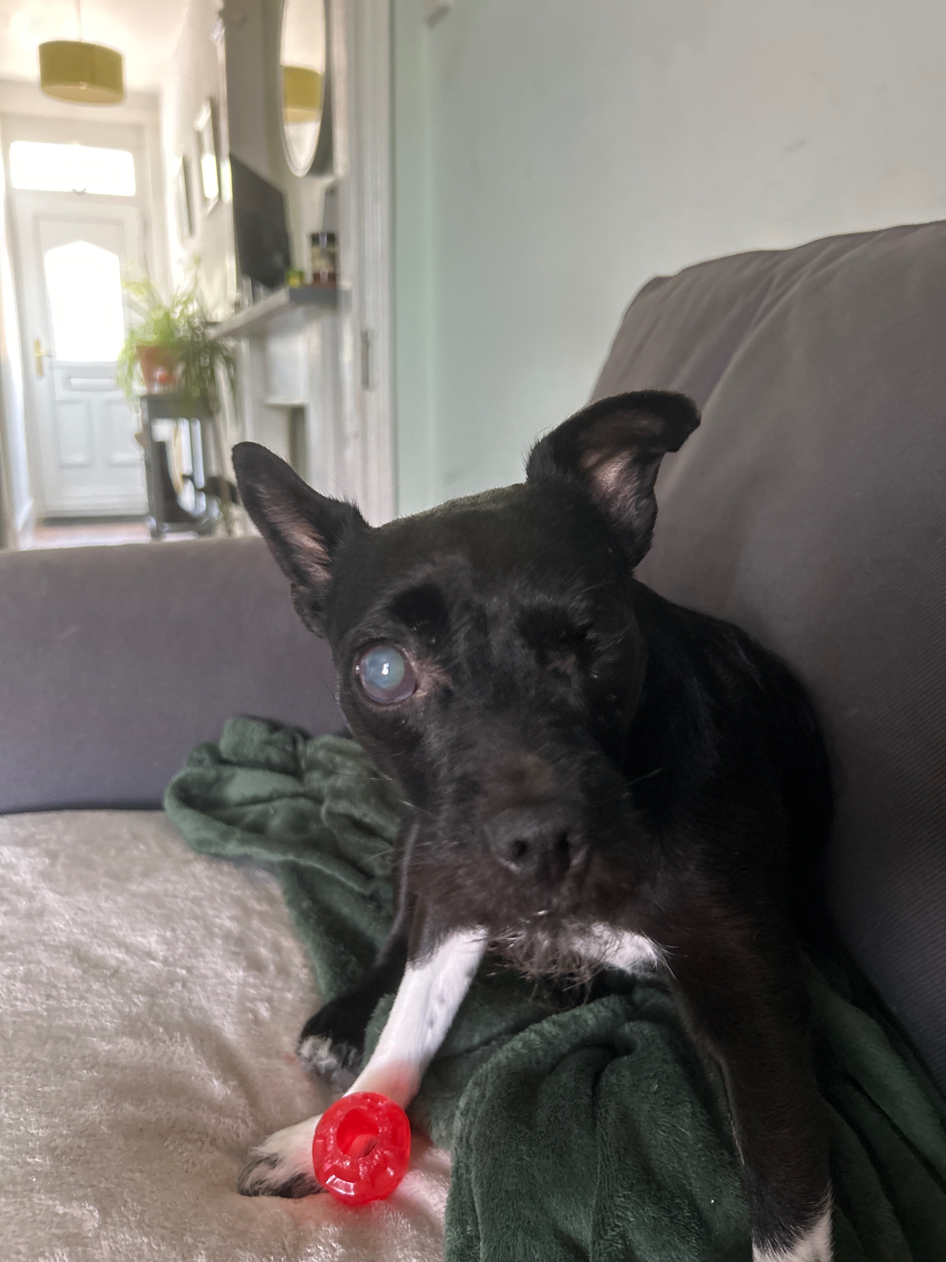 Please help with Lunas 2nd eye removal surgery… campaign photo, 2 of 5