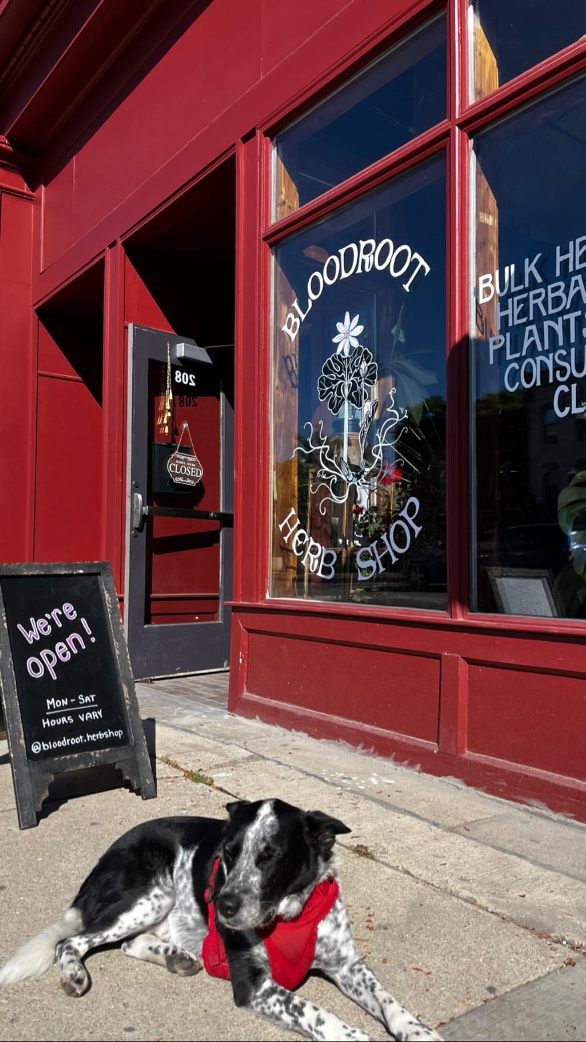 Help Bloodroot Apothecary Survive & Thrive campaign photo, 6 of 7