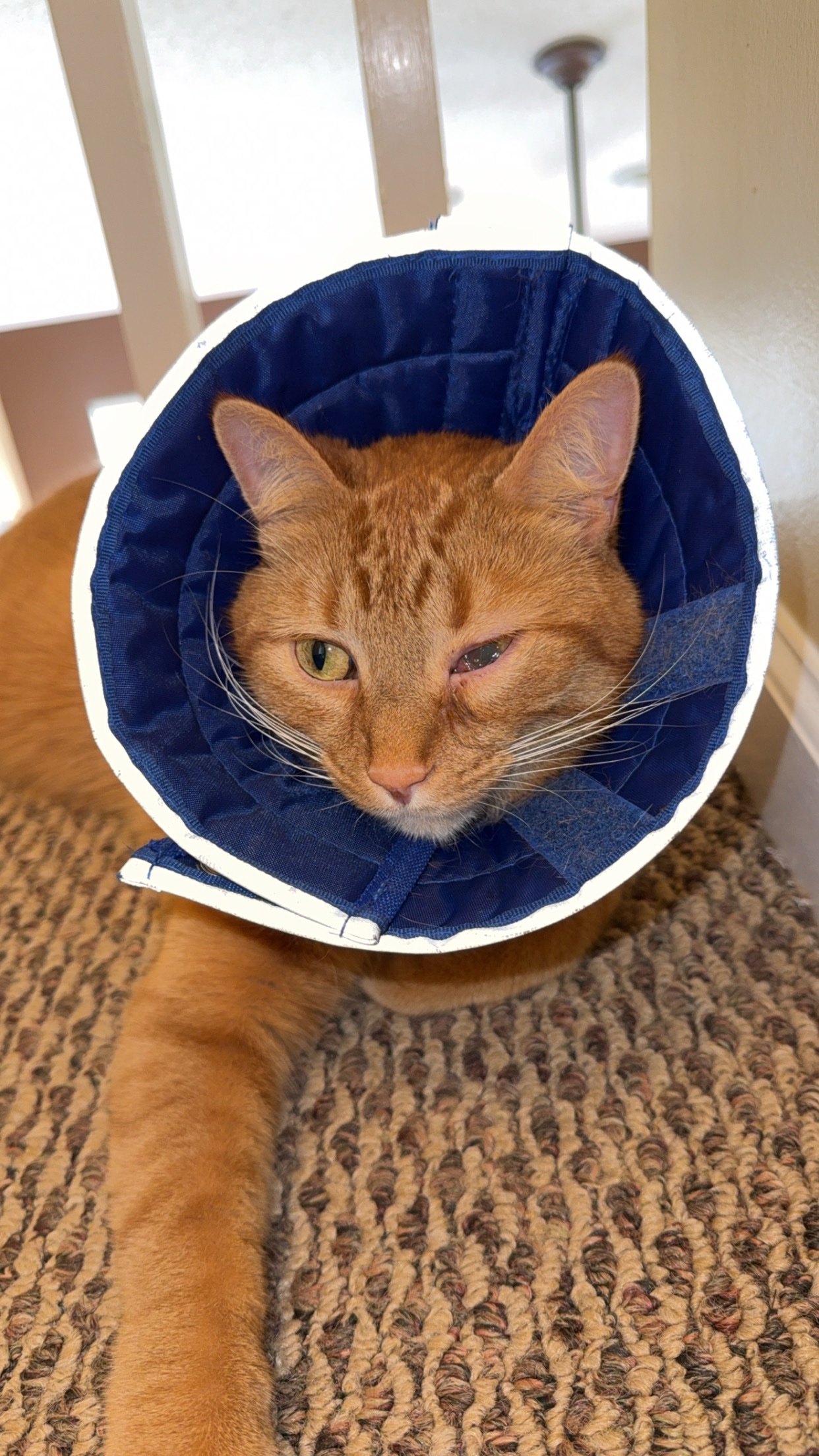 Support Rupert’s Eye Treatment campaign photo, 2 of 8