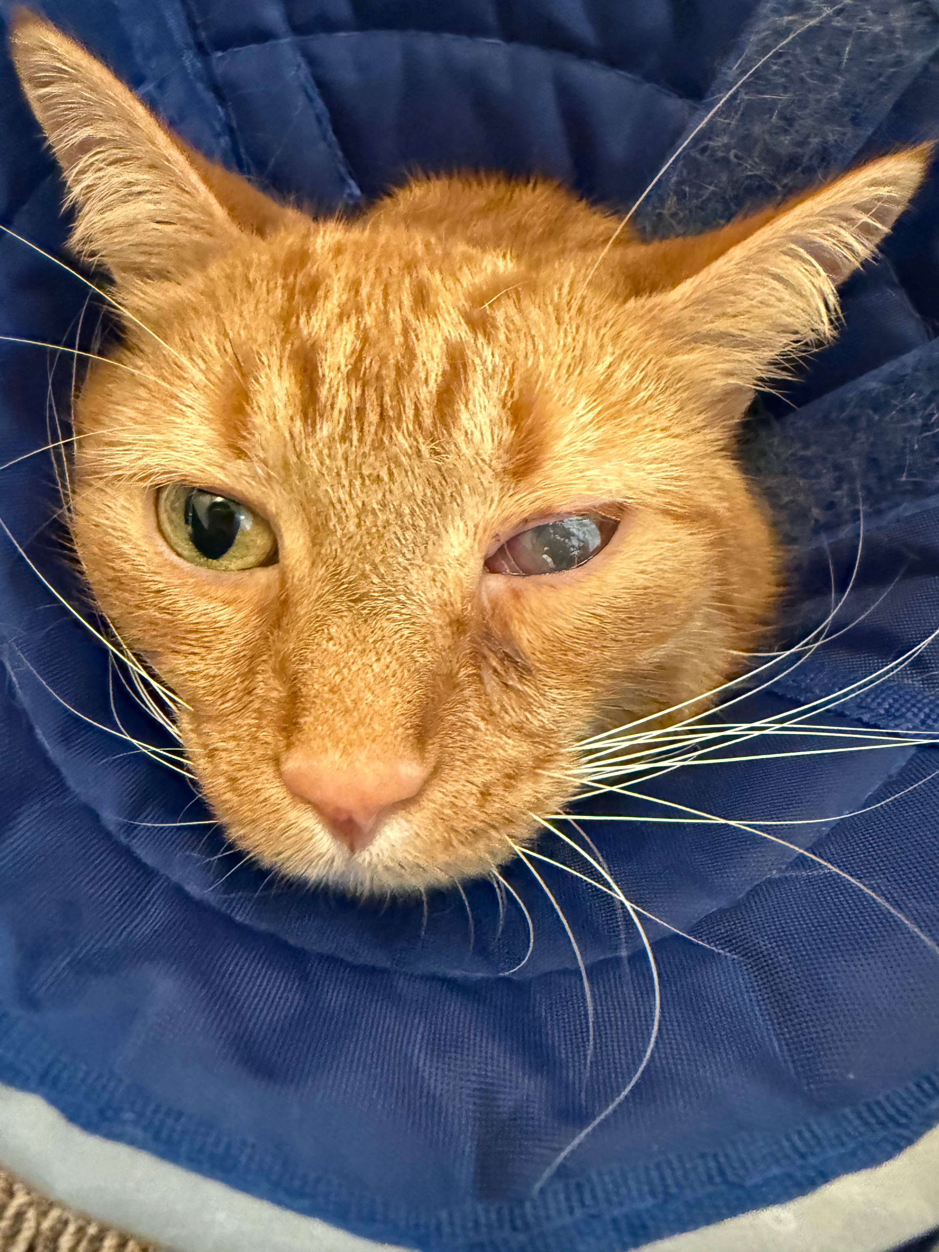 Support Rupert’s Eye Treatment campaign photo, 4 of 8