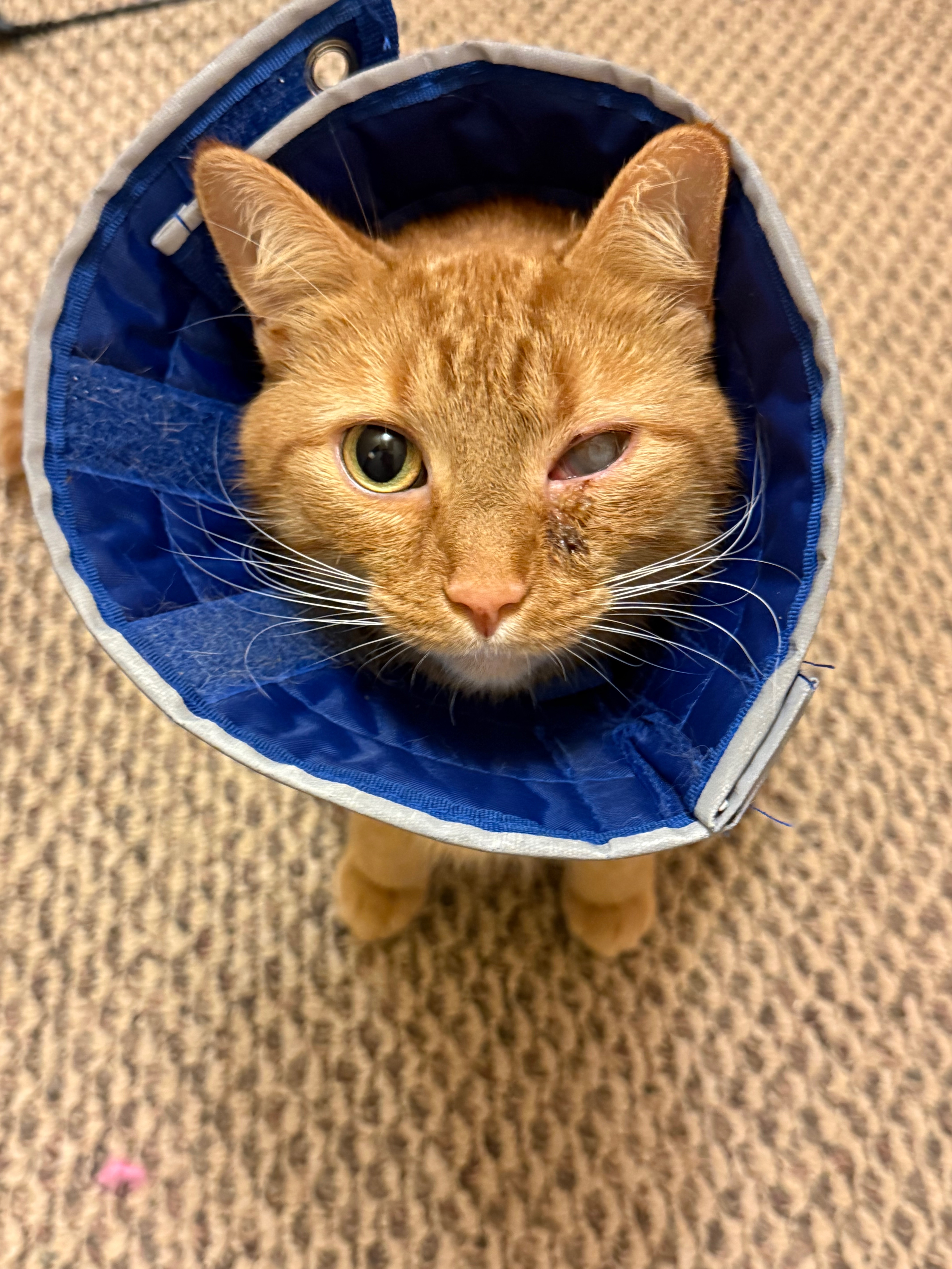 Support Rupert’s Eye Treatment campaign photo, 5 of 8