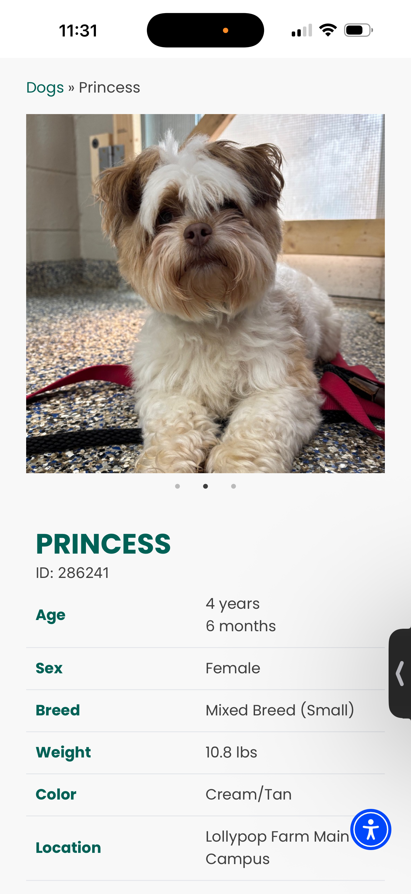 Help Bring Princess Home From the Shelter campaign photo, 4 of 8