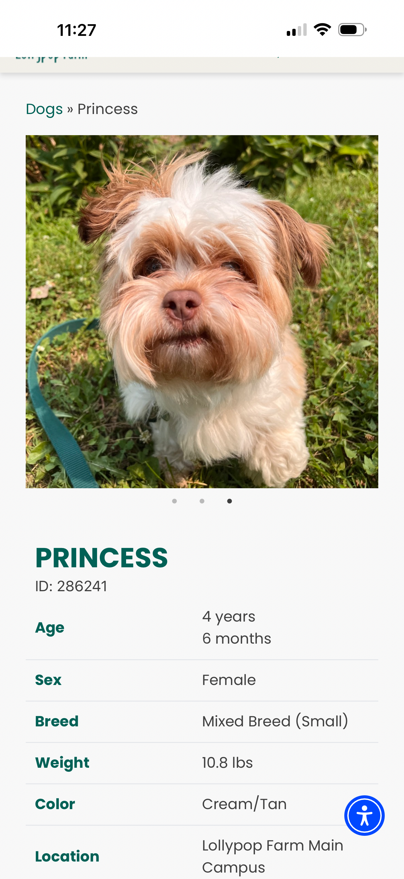 Help Bring Princess Home From the Shelter campaign photo, 5 of 8