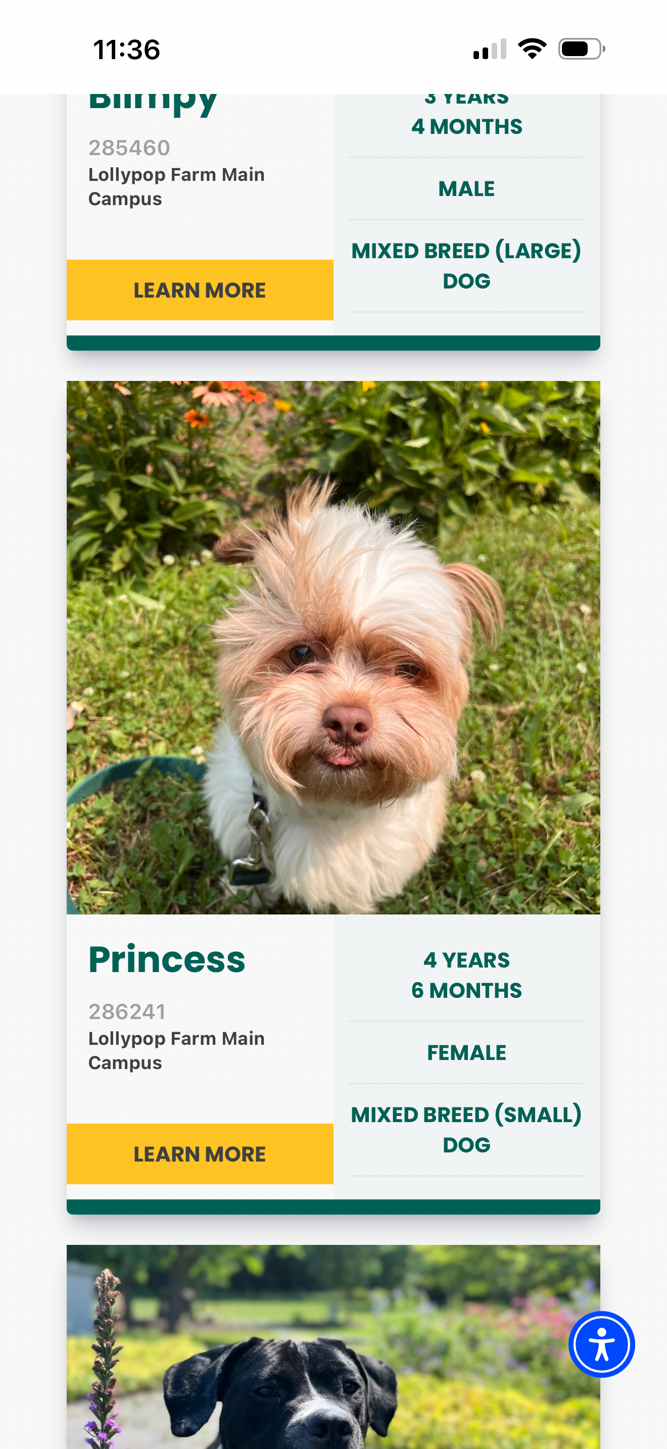 Help Bring Princess Home From the Shelter campaign photo, 6 of 8
